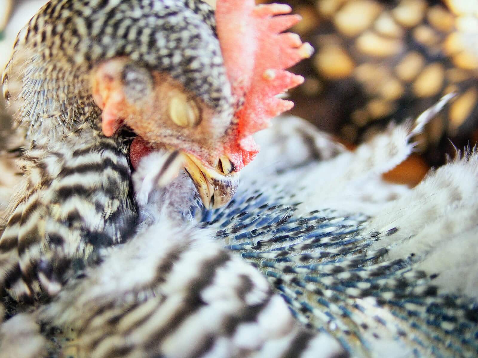 Hen pulling the shafts off her new feathers with her beak