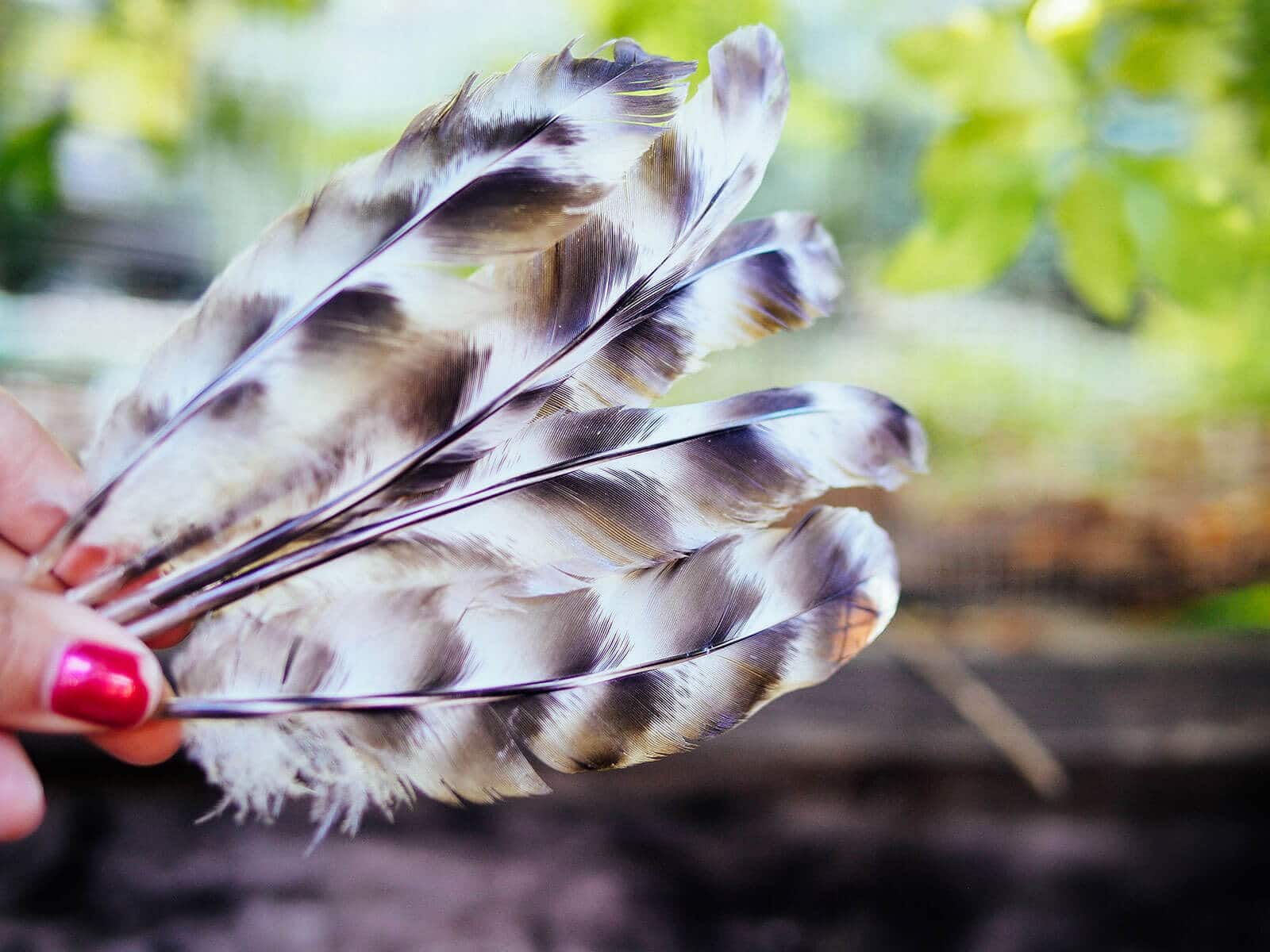 Hand holding several black and white chicken quills