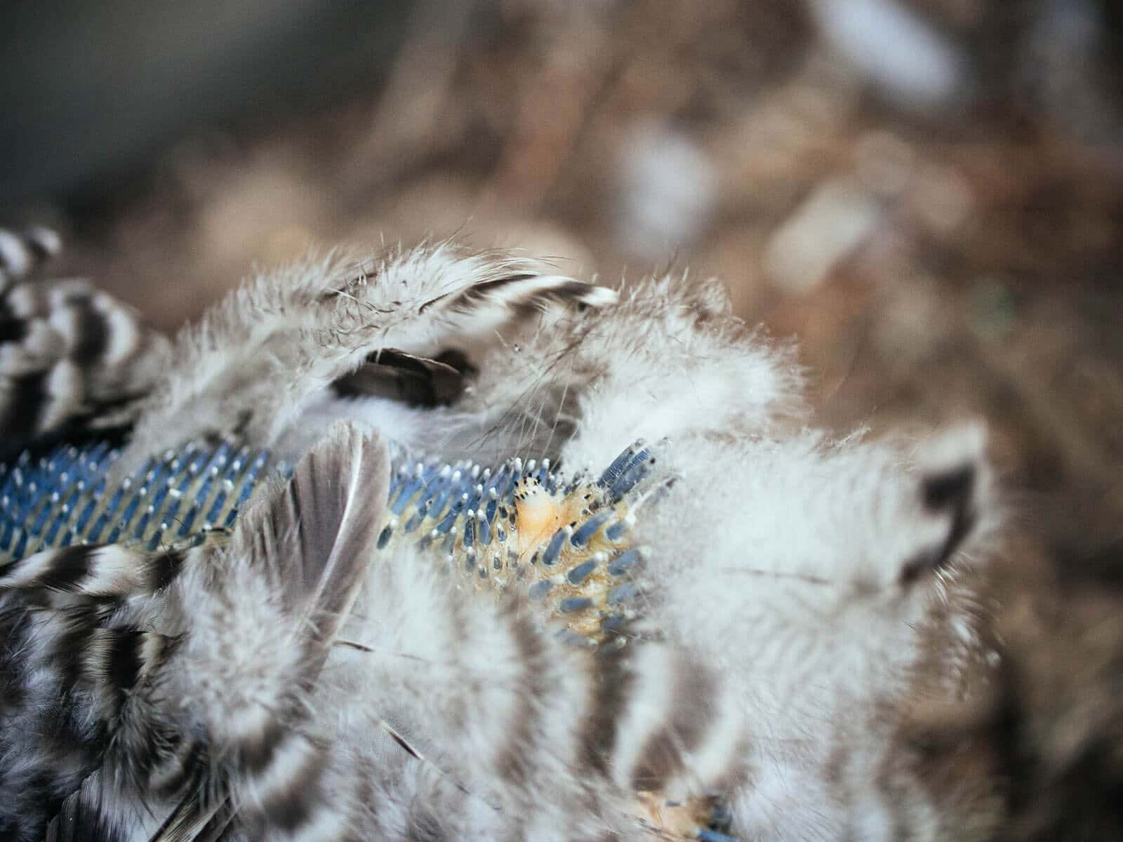 Preen oil gland on a chicken's back