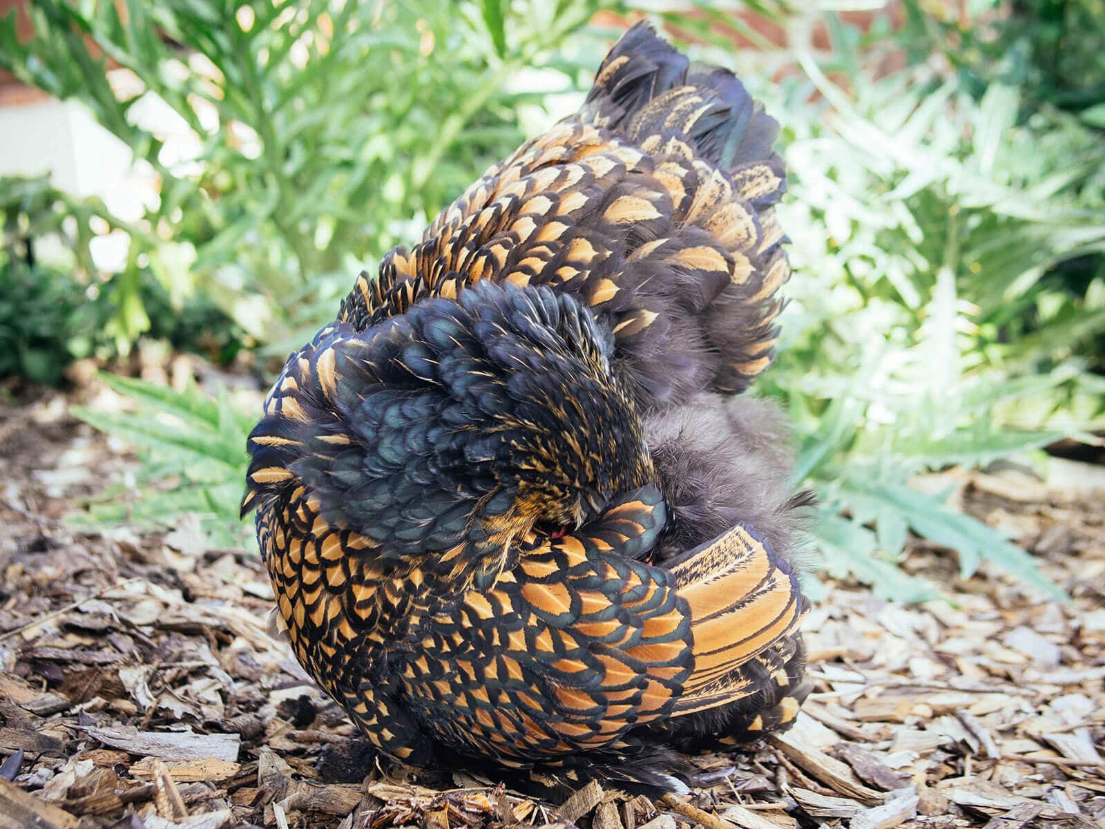 Cochin preening herself in the garden