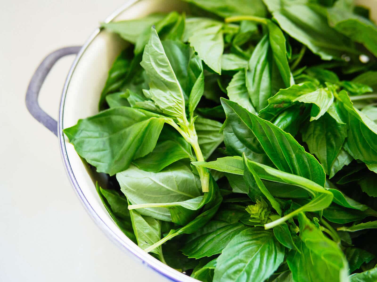 Colander filled with basil leaves