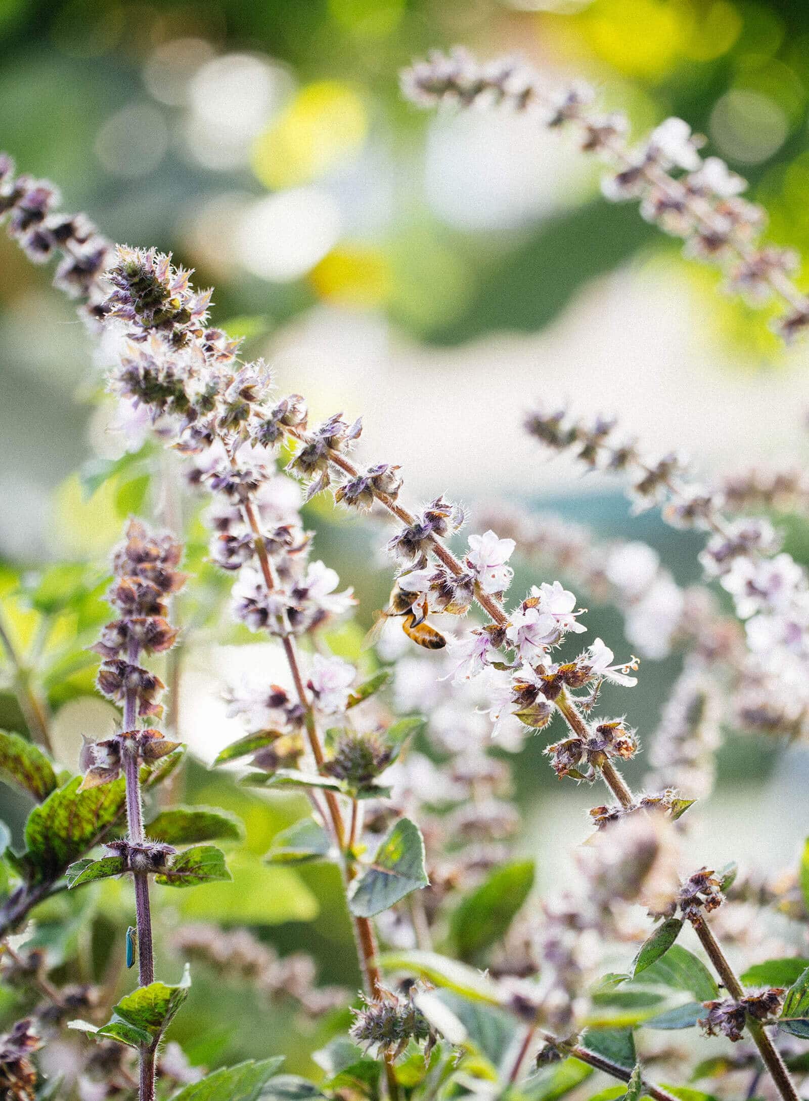 A bee feeding on basil flowers in the garden
