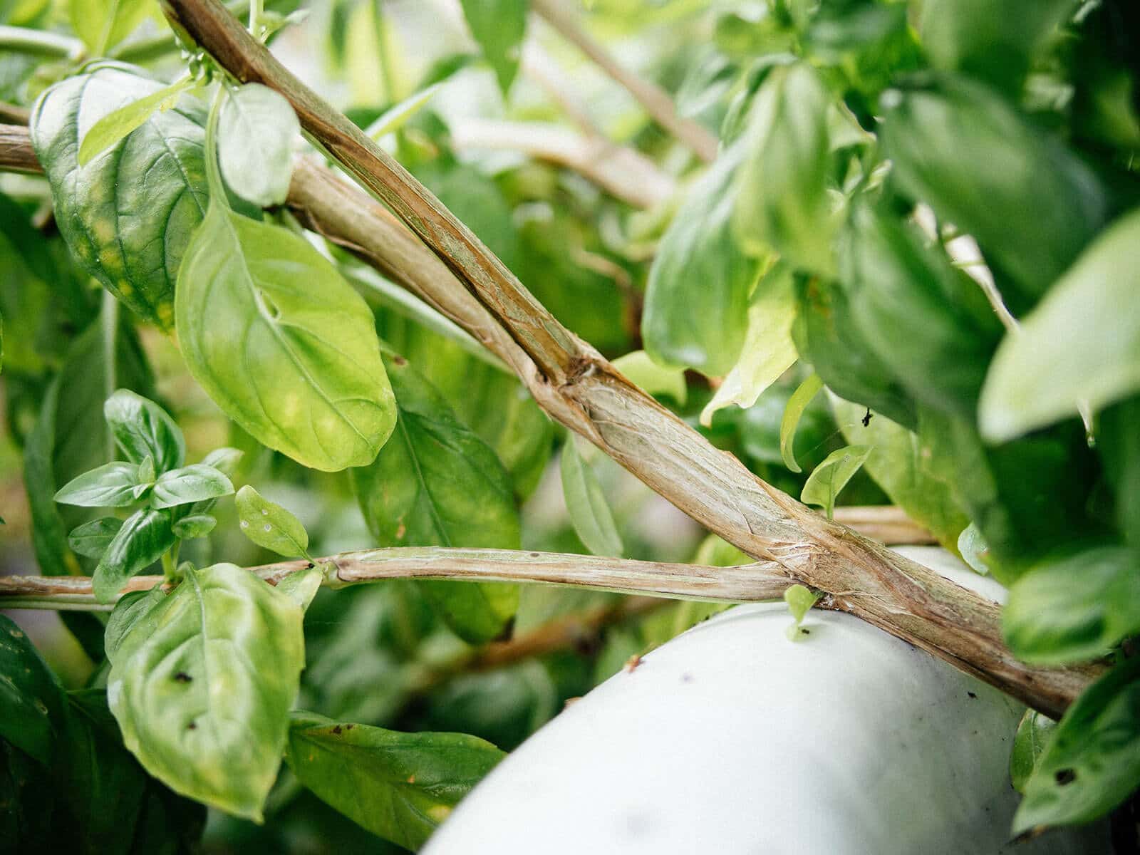 Woody stem on a mature basil plant