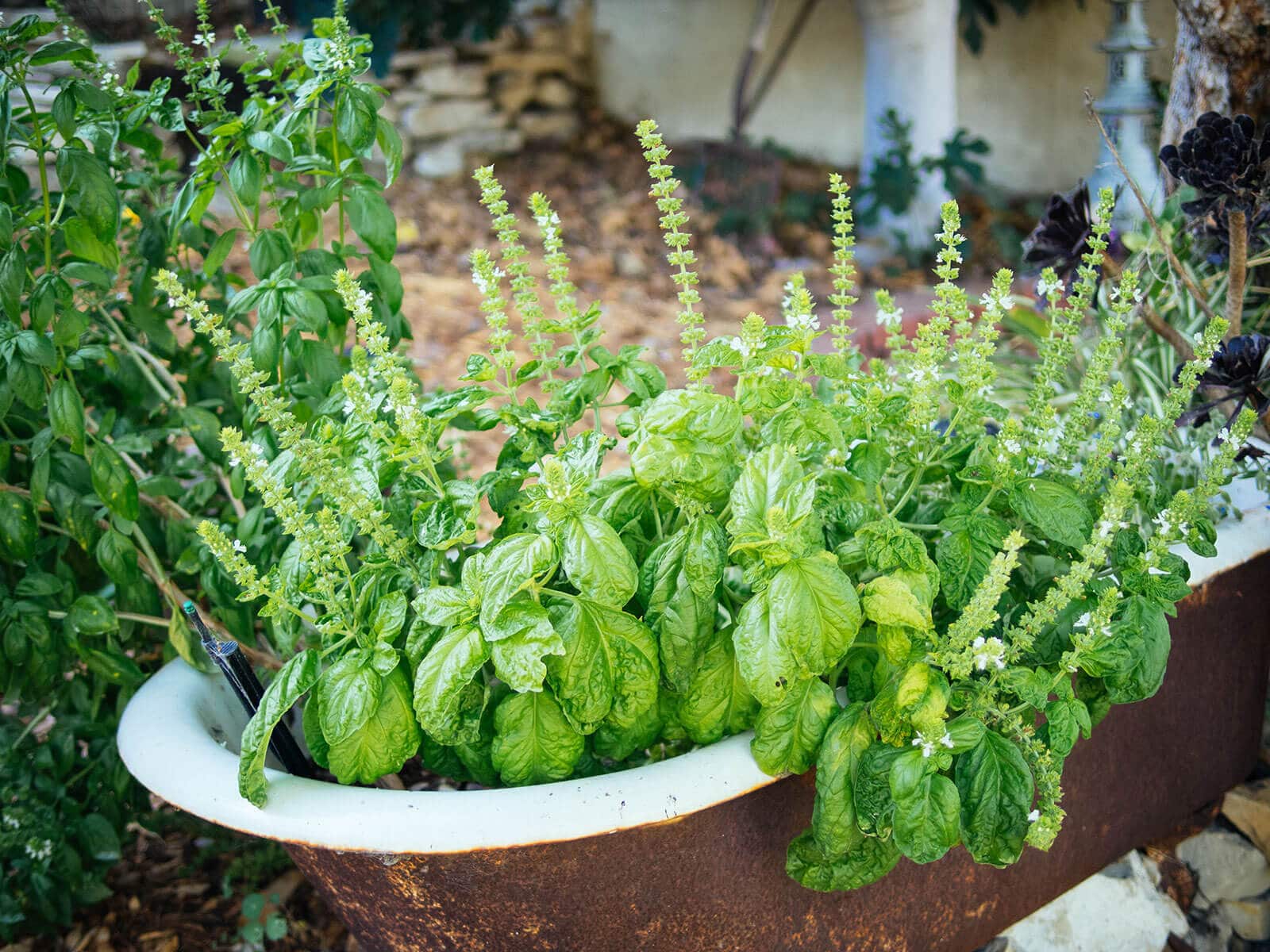 Lettuce Leaf basil ready to be harvested and preserved