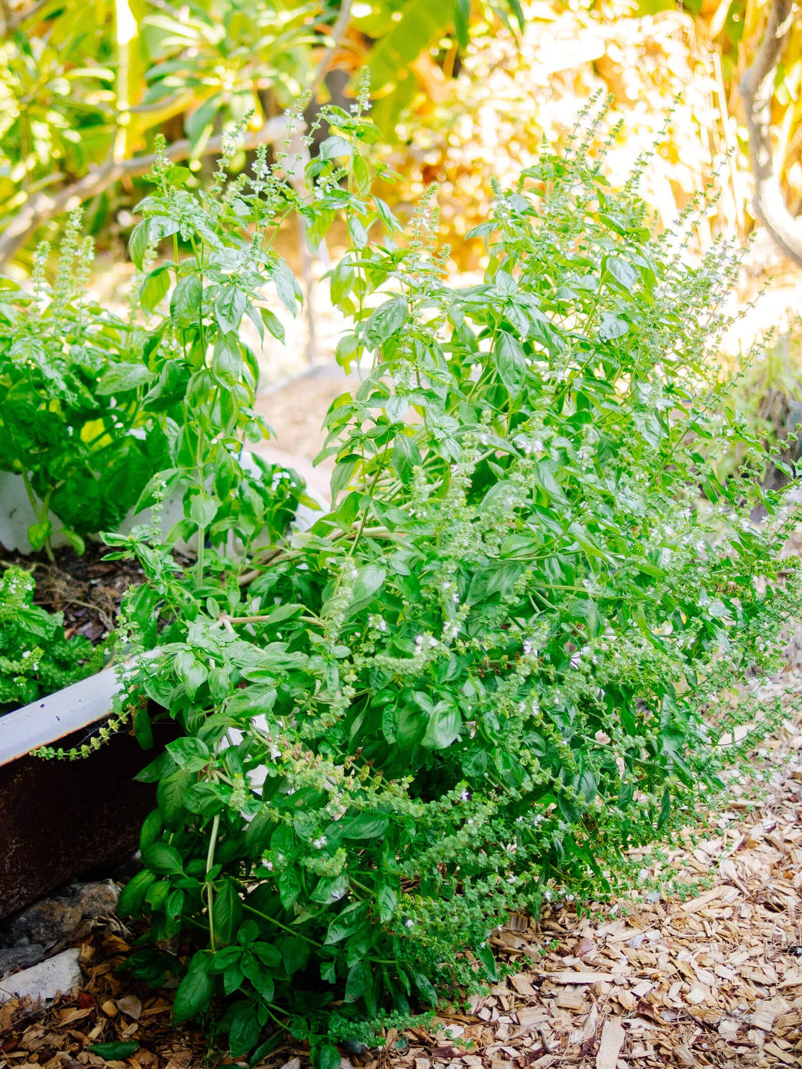 Overgrown Genovese basil plant in the garden