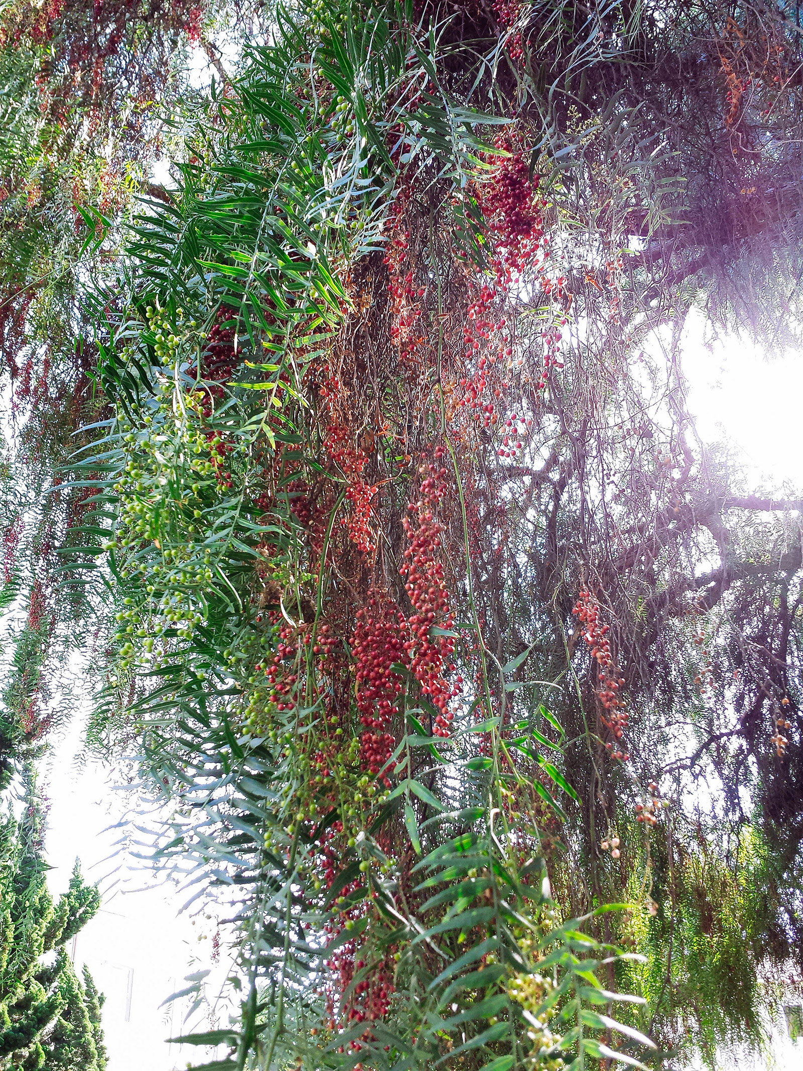 A Peruvian pink pepper tree with willow-like branches hanging down