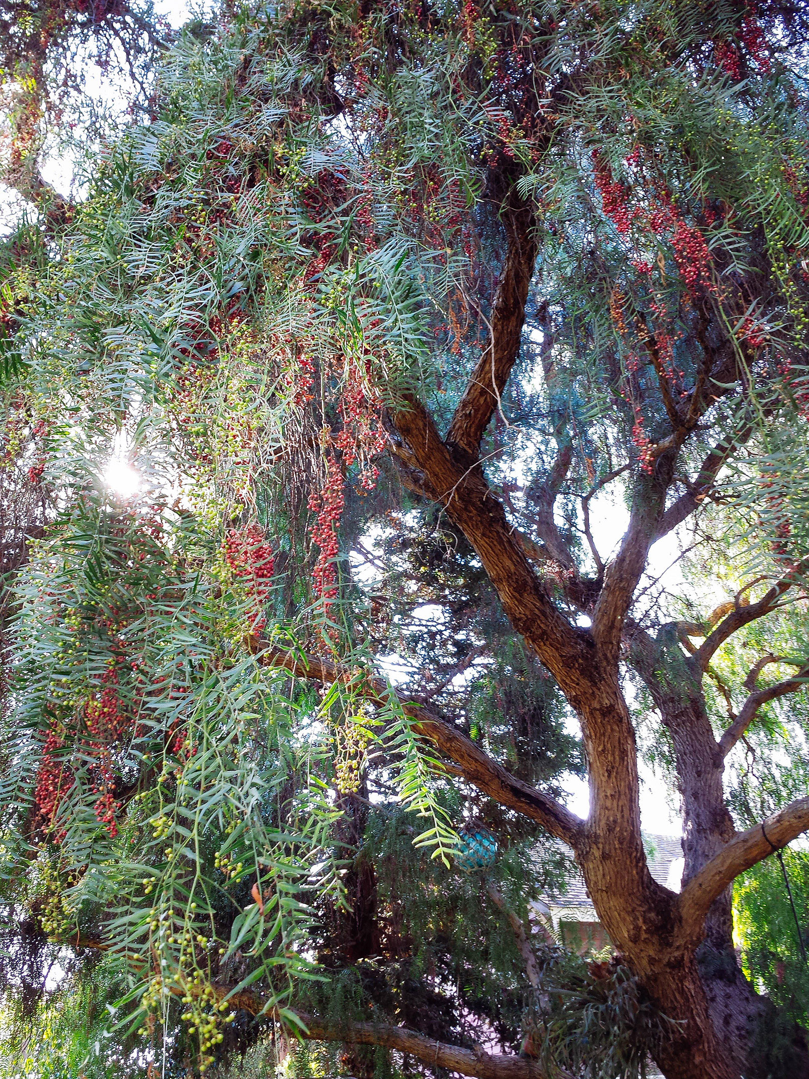A mature Peruvian pink peppercorn tree growing in a backyard