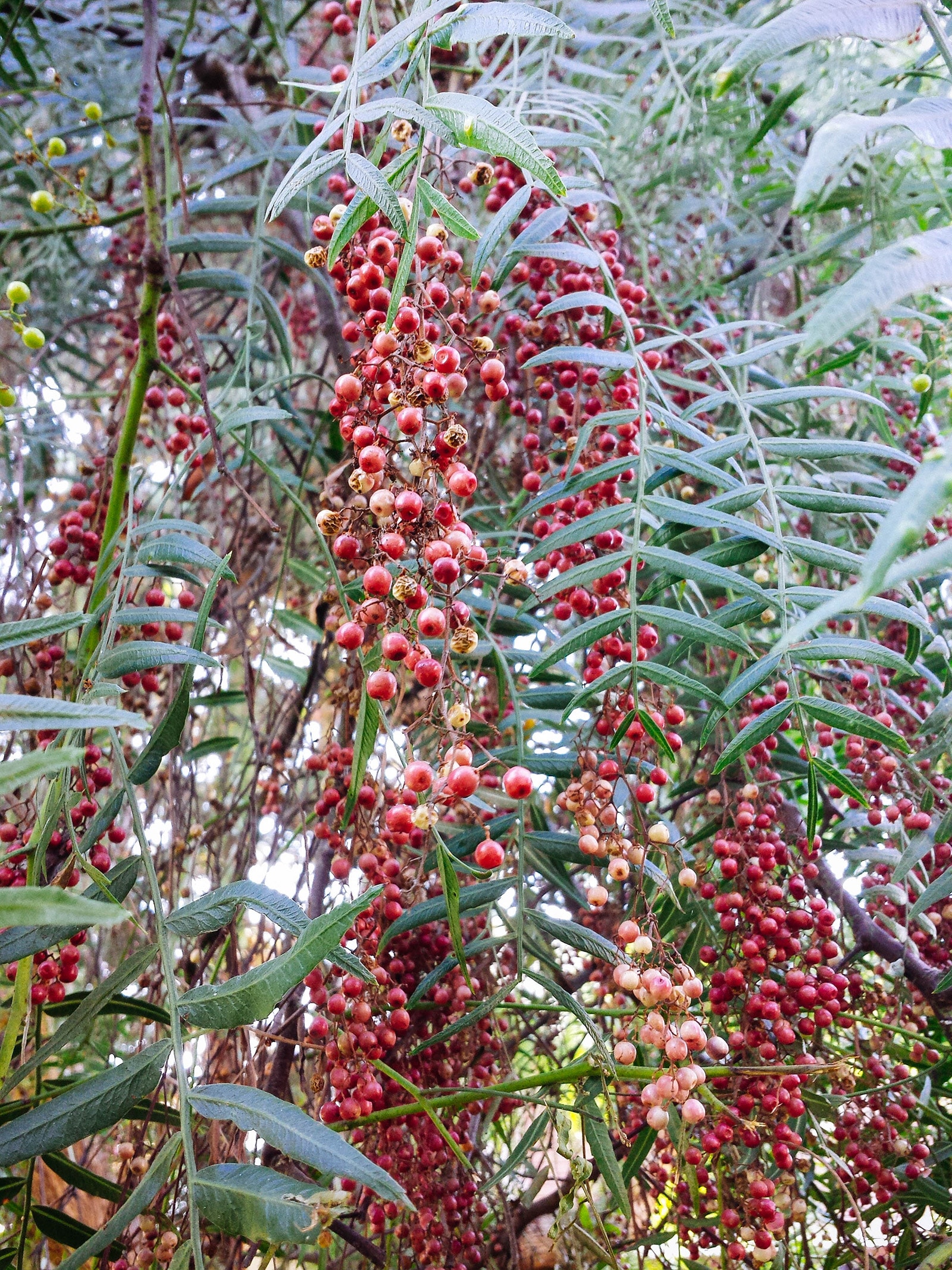 Branch full of ripe berries on a pink peppercorn tree