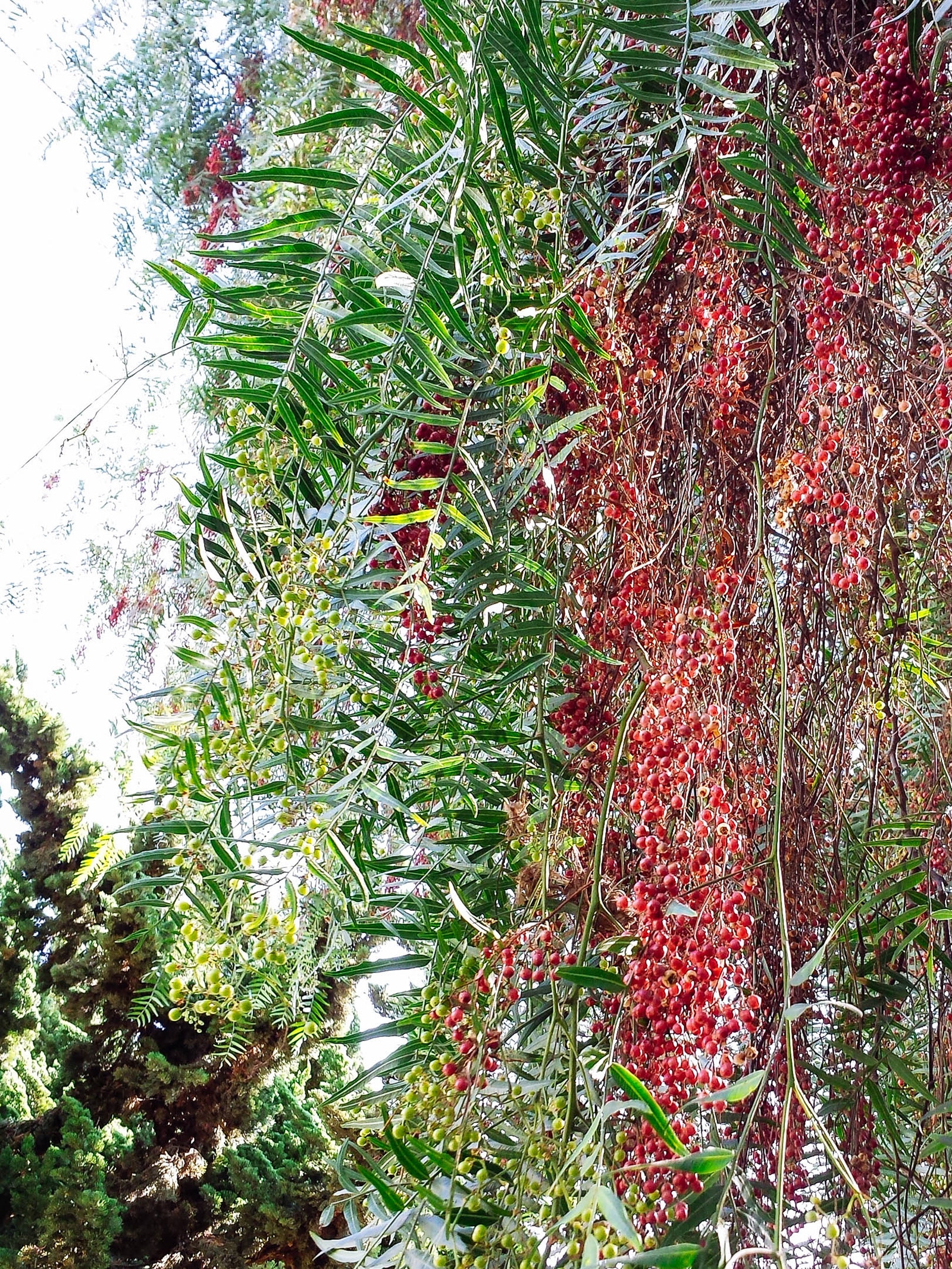 Long sweeping branches on a pink peppercorn tree draped in ripe berries