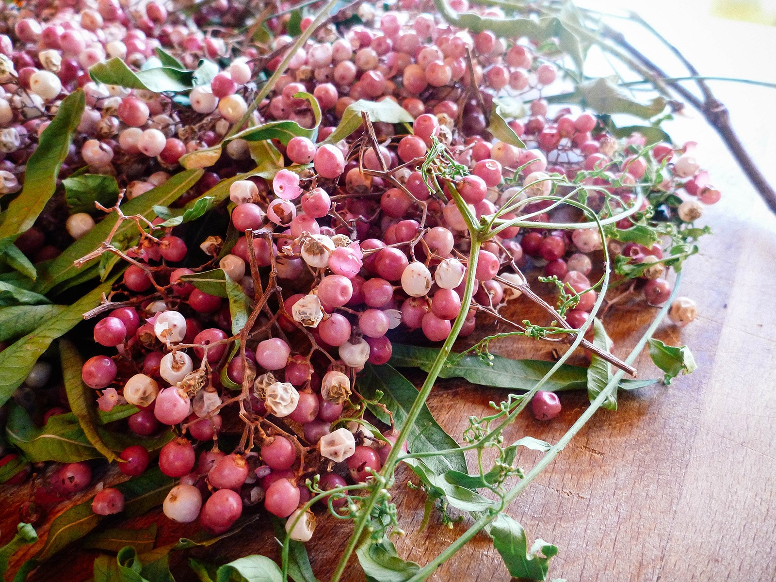 Close-up of reddish-pink Peruvian pepper berries still on their stems