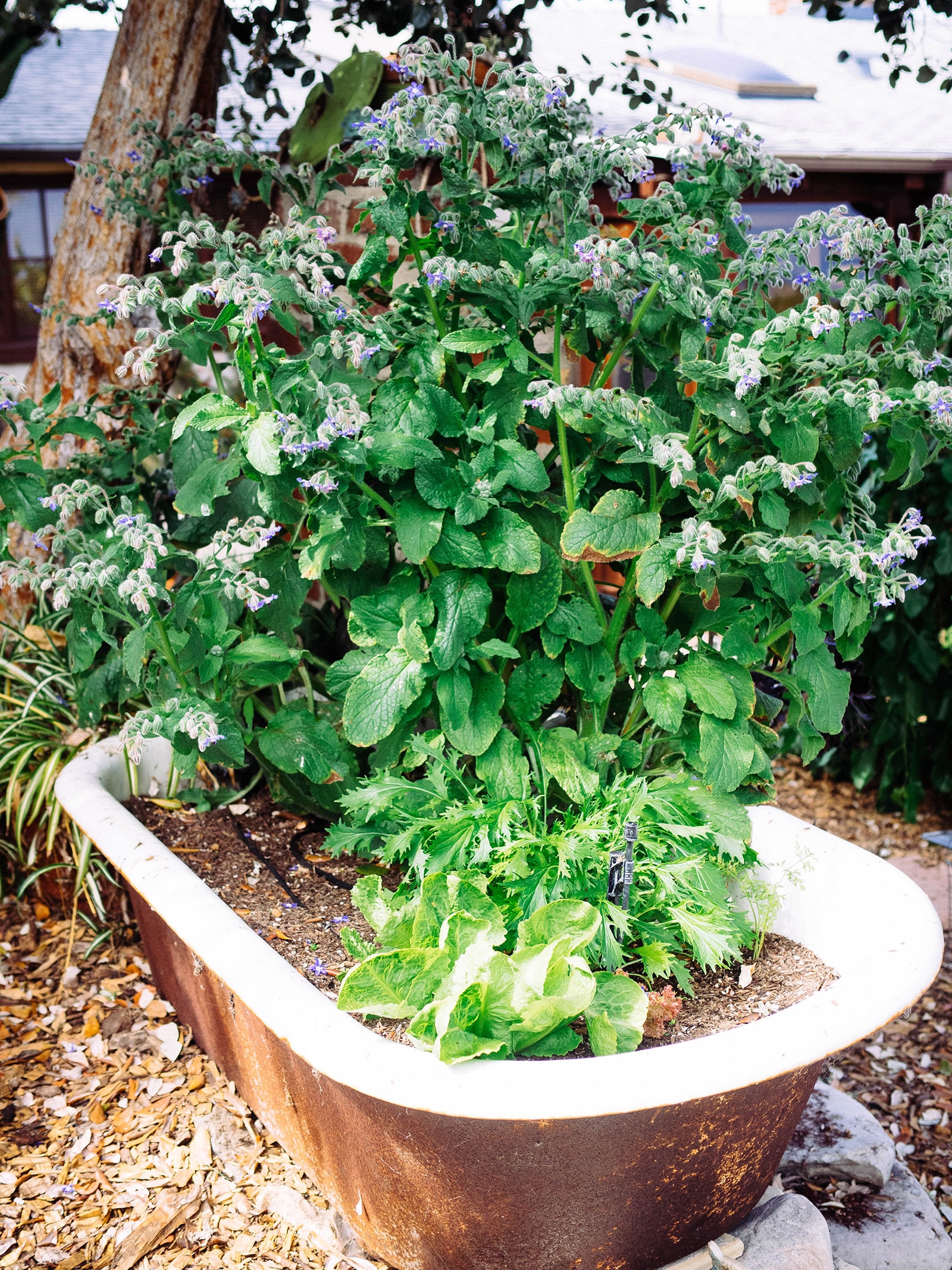 Clawfoot tub planter filled with borage and leafy greens