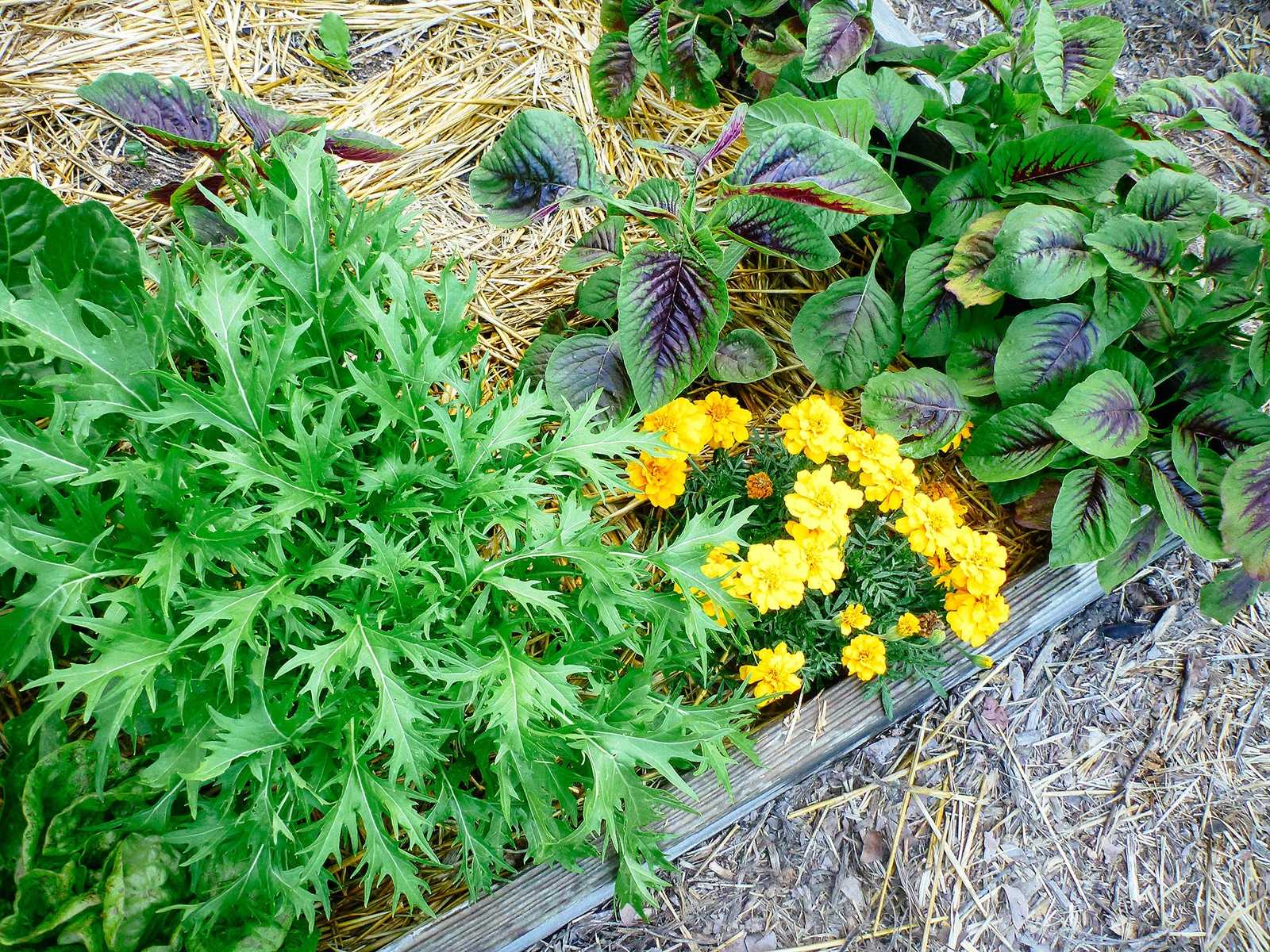Mizuna, marigolds, and red leaf amaranth growing in a raised bed