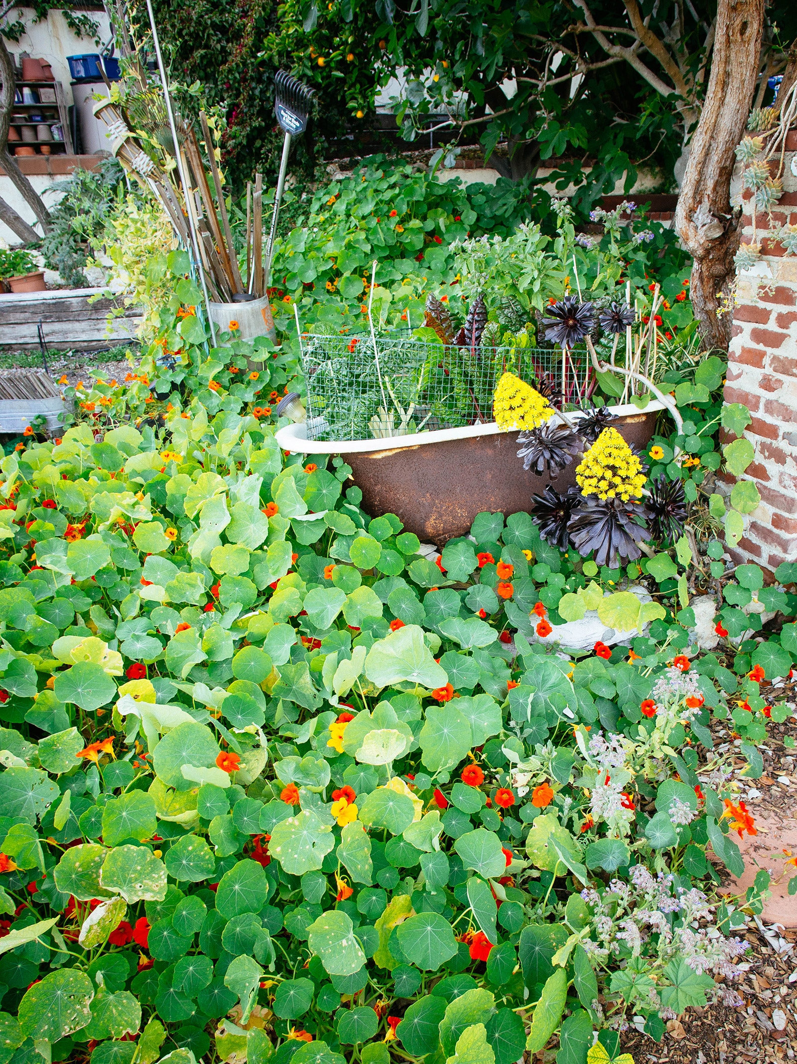 Vegetable garden interplanted with nasturtiums and borage