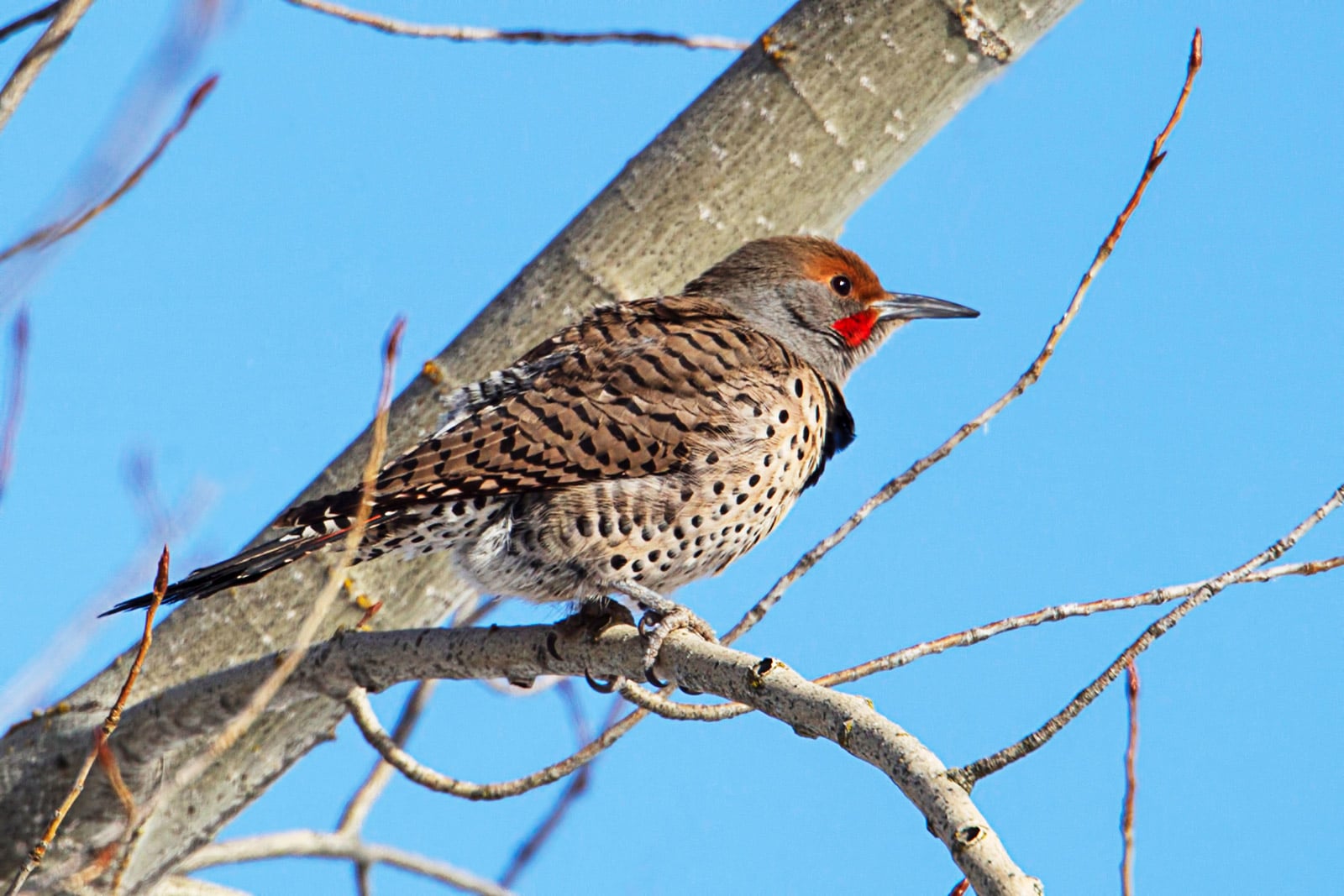 Northern flicker sitting on a branch