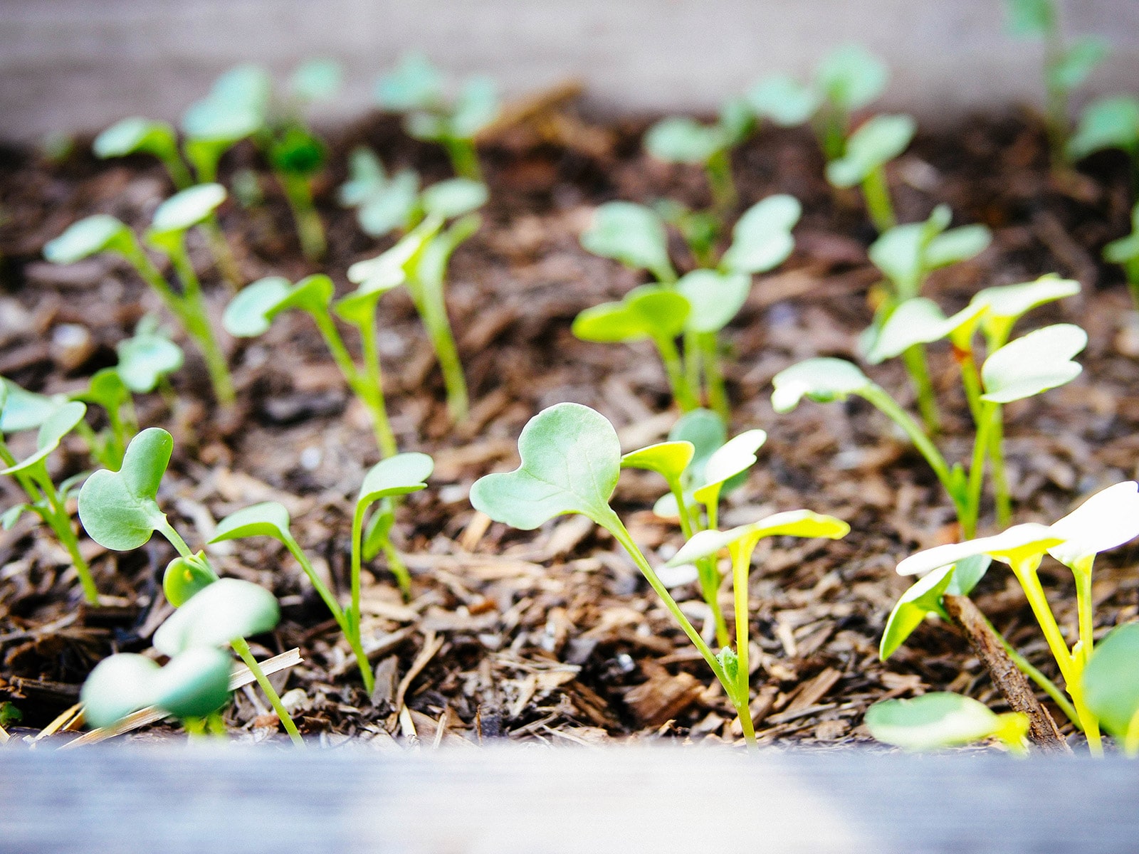 Mustard seedlings in a garden