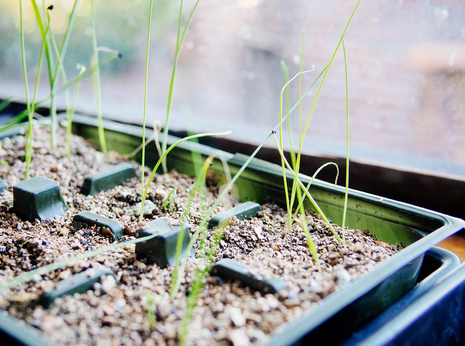 Onion seedlings in seed starting trays
