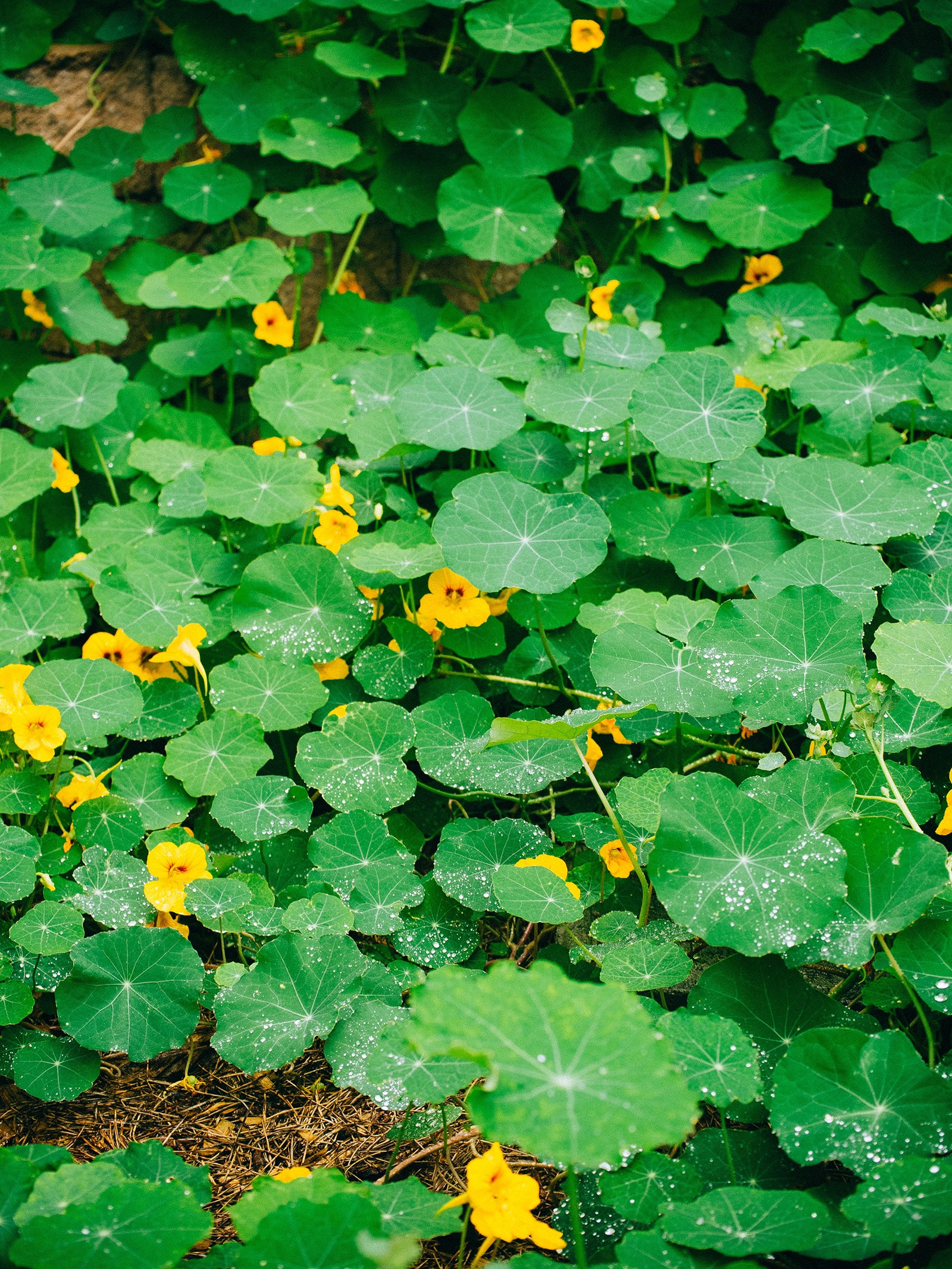 Nasturtiums in a garden