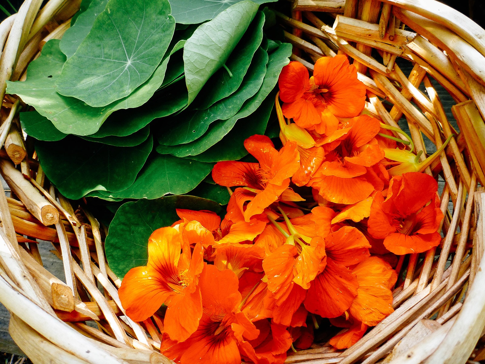 Basket of freshly picked nasturtium leaves and nasturtium flowers