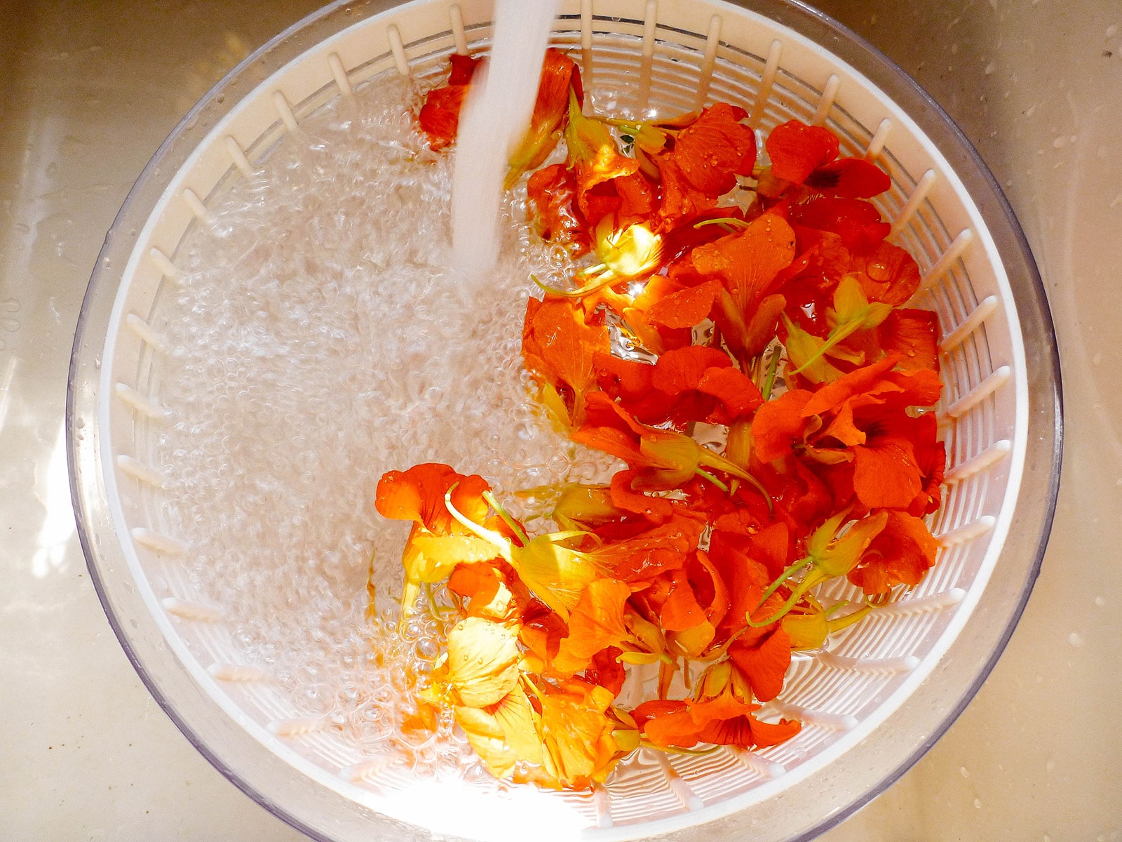 Nasturtium flowers in a colander, being rinsed in a sink