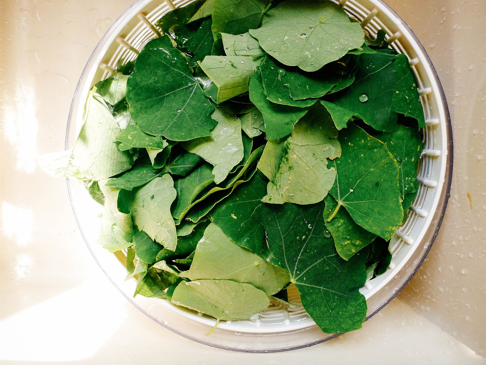 Nasturtium leaves in a colander, freshly washed