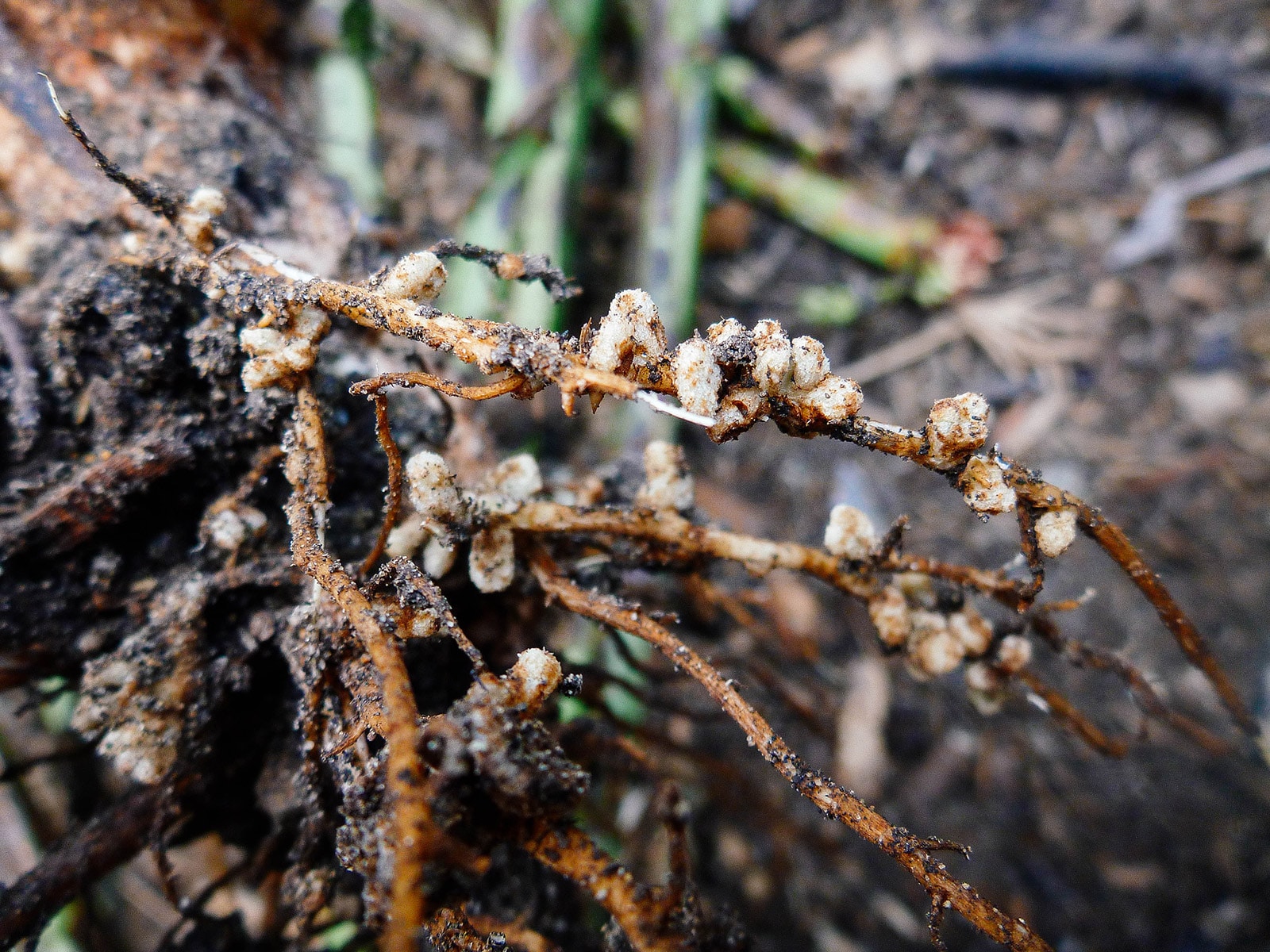 The truth about rhizobia: should you inoculate peas and beans?