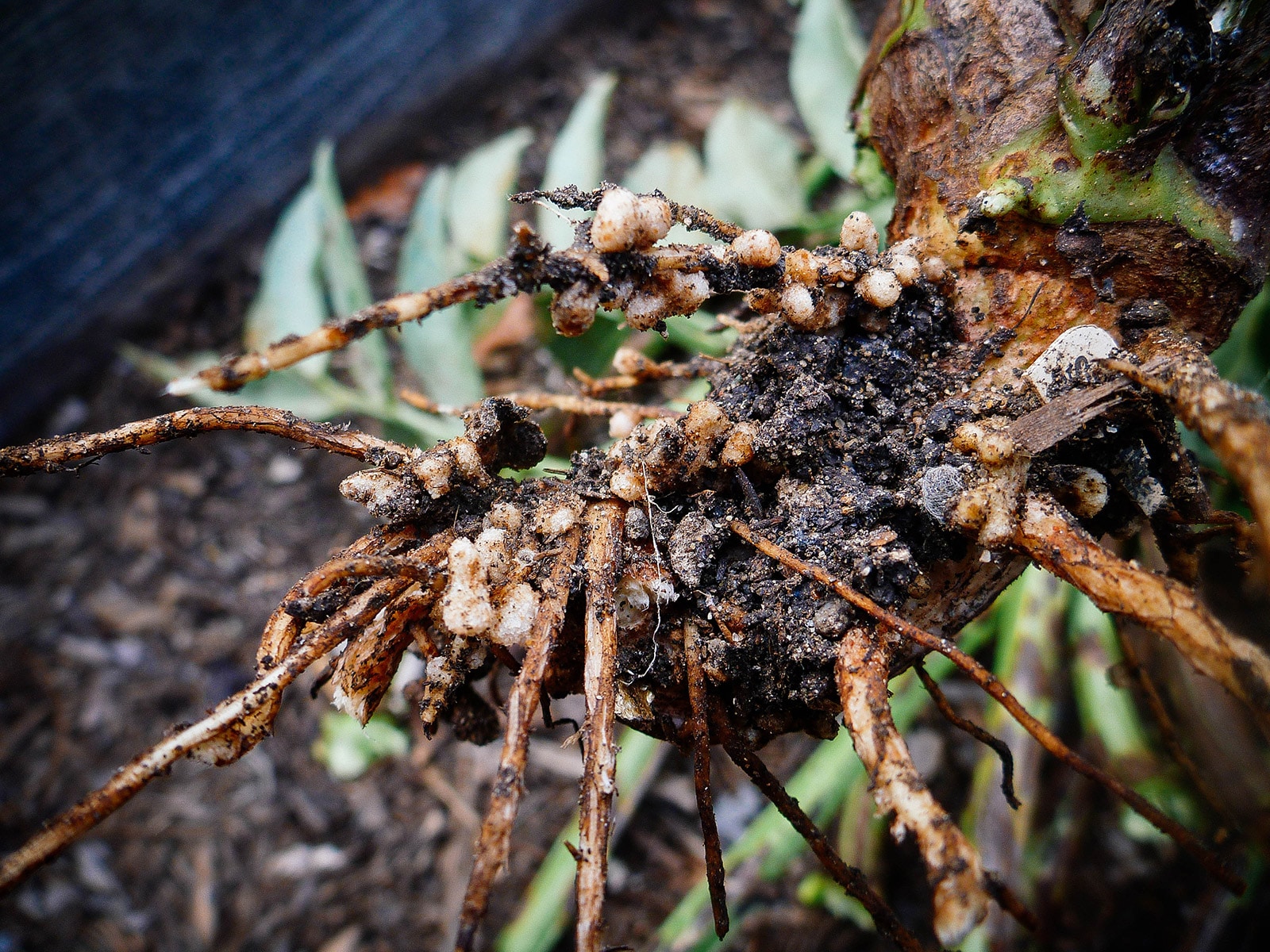 Close-up of root nodules on bean plant