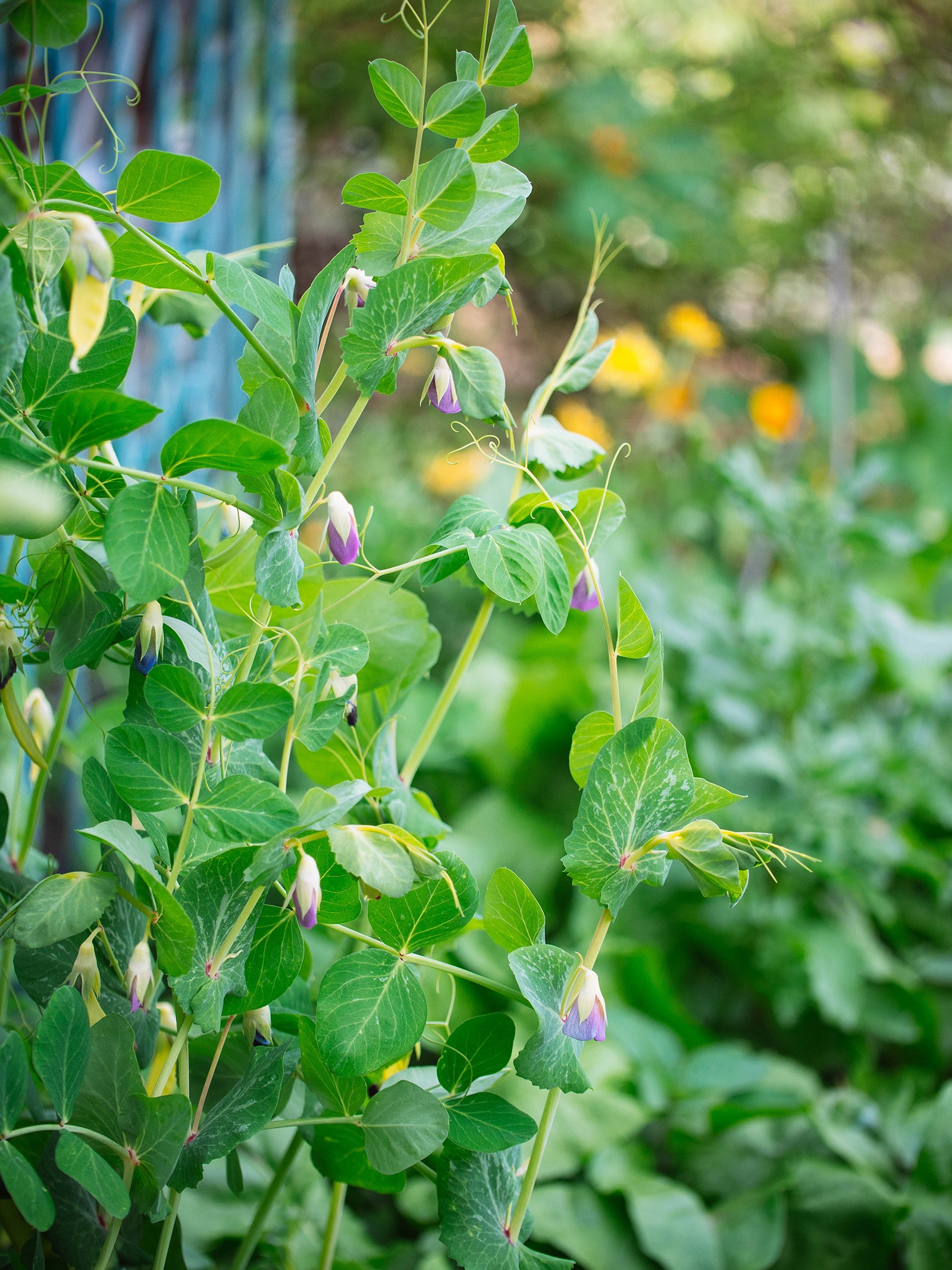 Flowering pea plants climbing up a garden trellis