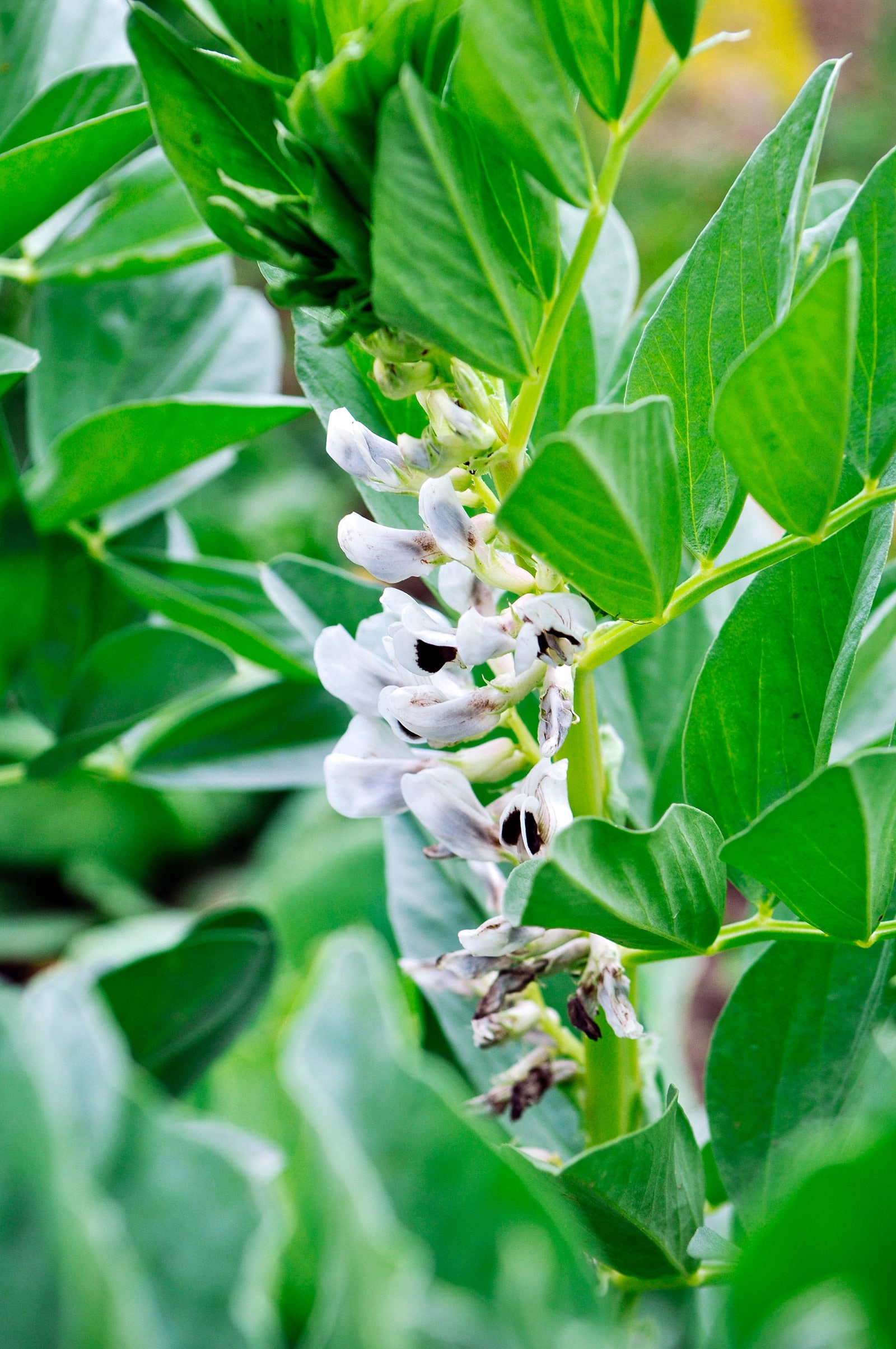 A fava bean plant in bloom with white flowers