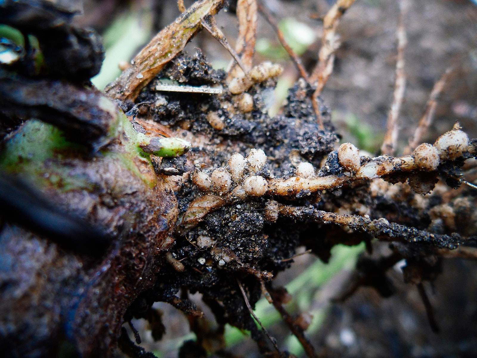 A nodulating bean plant showing active rhizobia and healthy root nodules