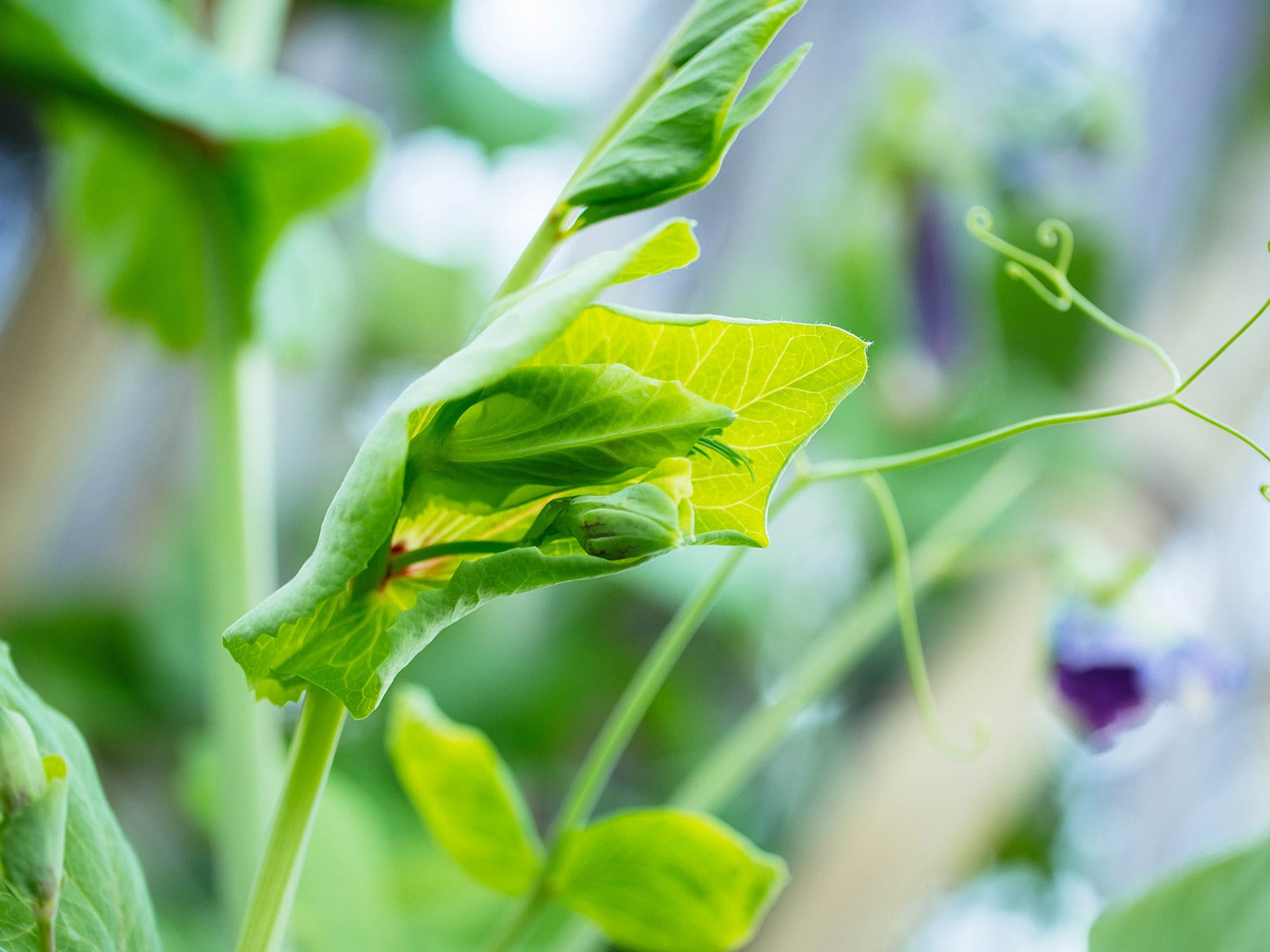 Close-up of pea shoot on a vine