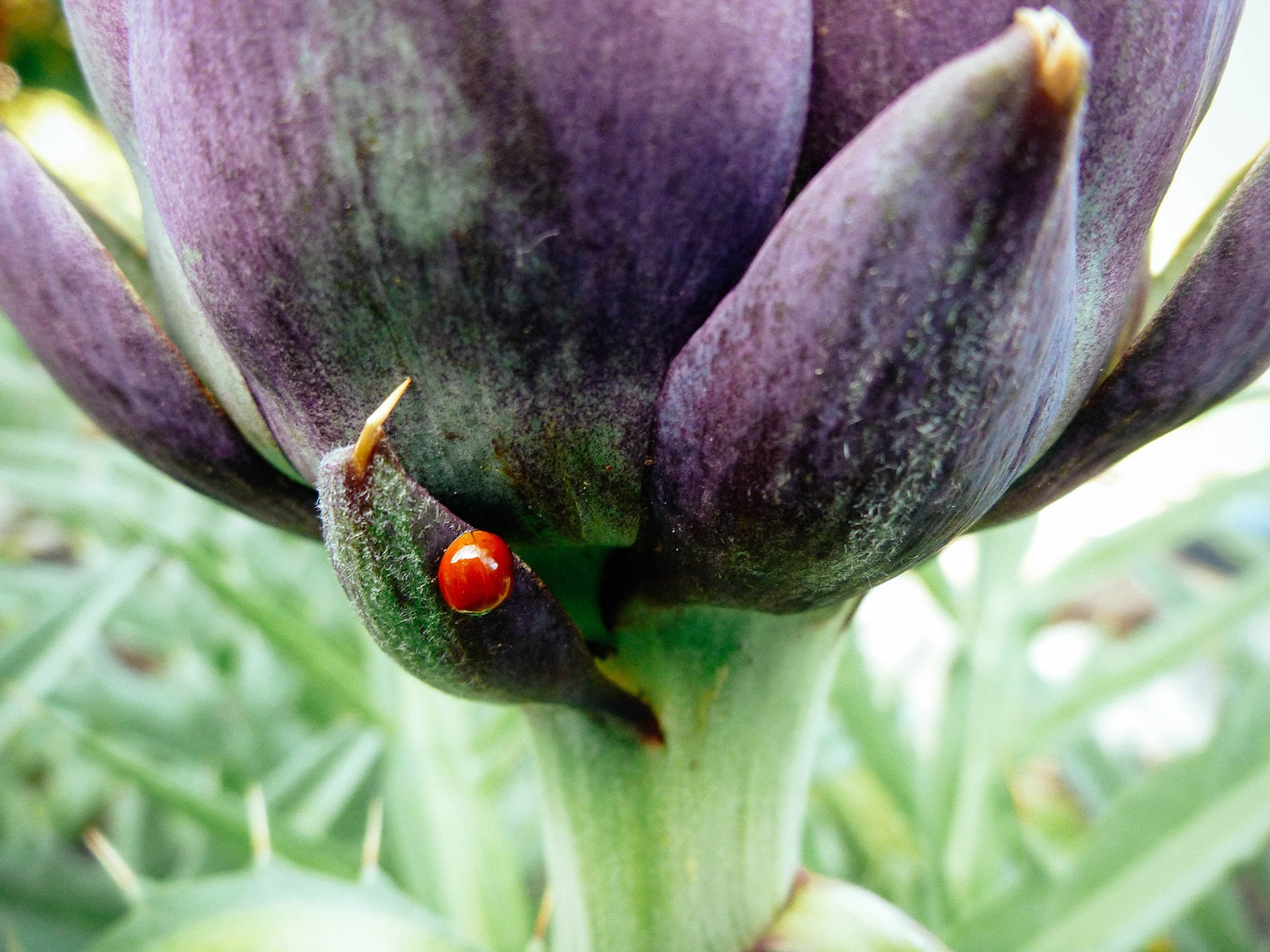 Ladybug crawling on an artichoke plant in the garden