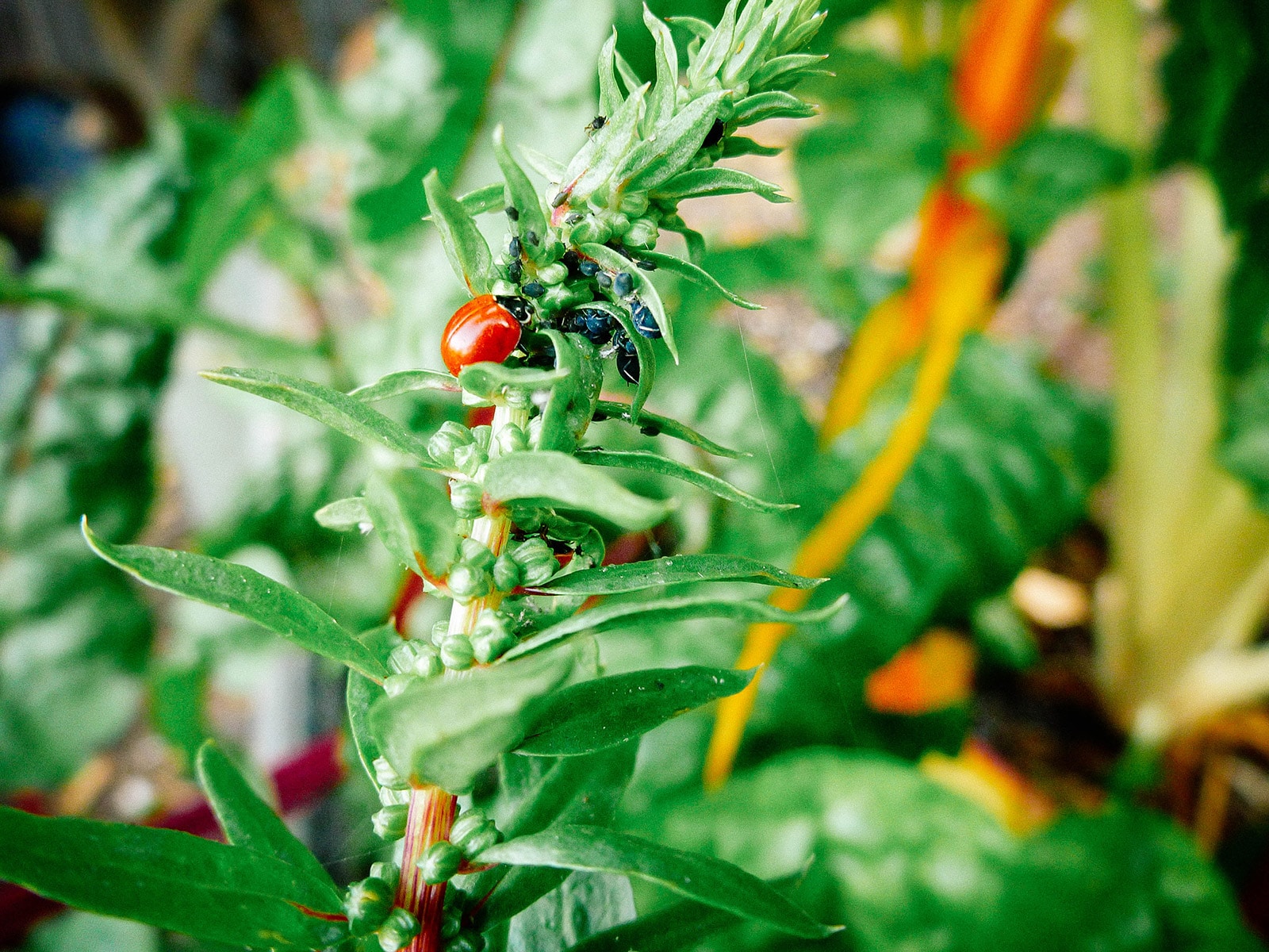 Lady beetle eating black aphids on a bolting chard stem
