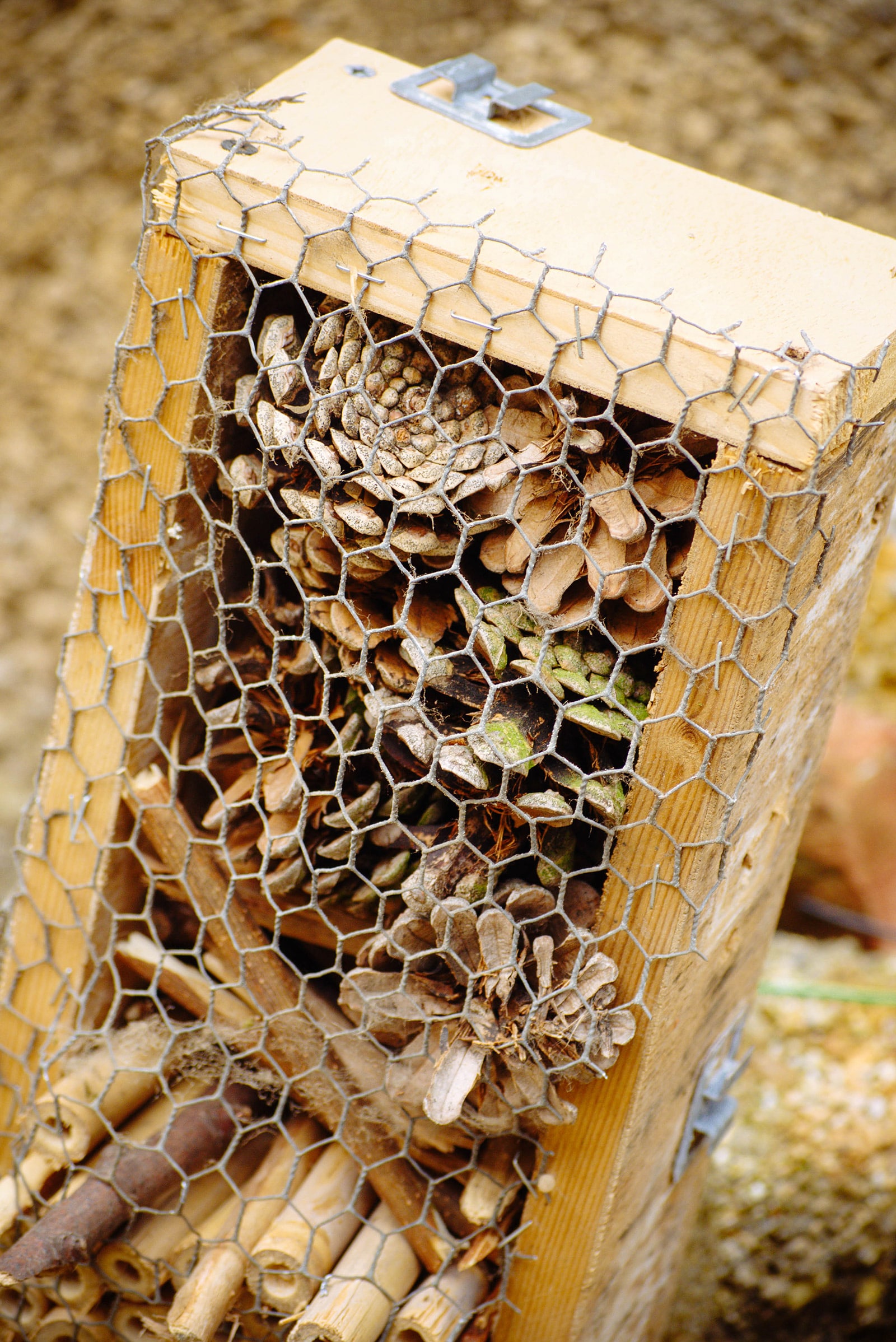Rustic DIY wooden lady beetle house stuffed with pinecones and reeds