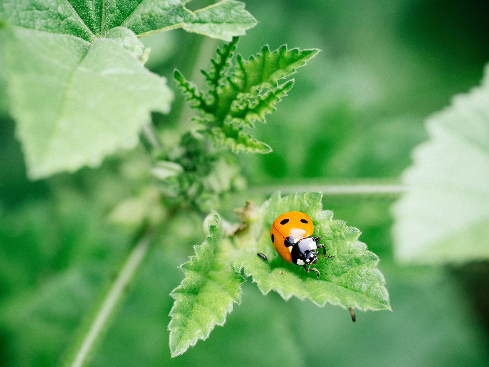 Close-up of a ladybird on a young mallow leaf
