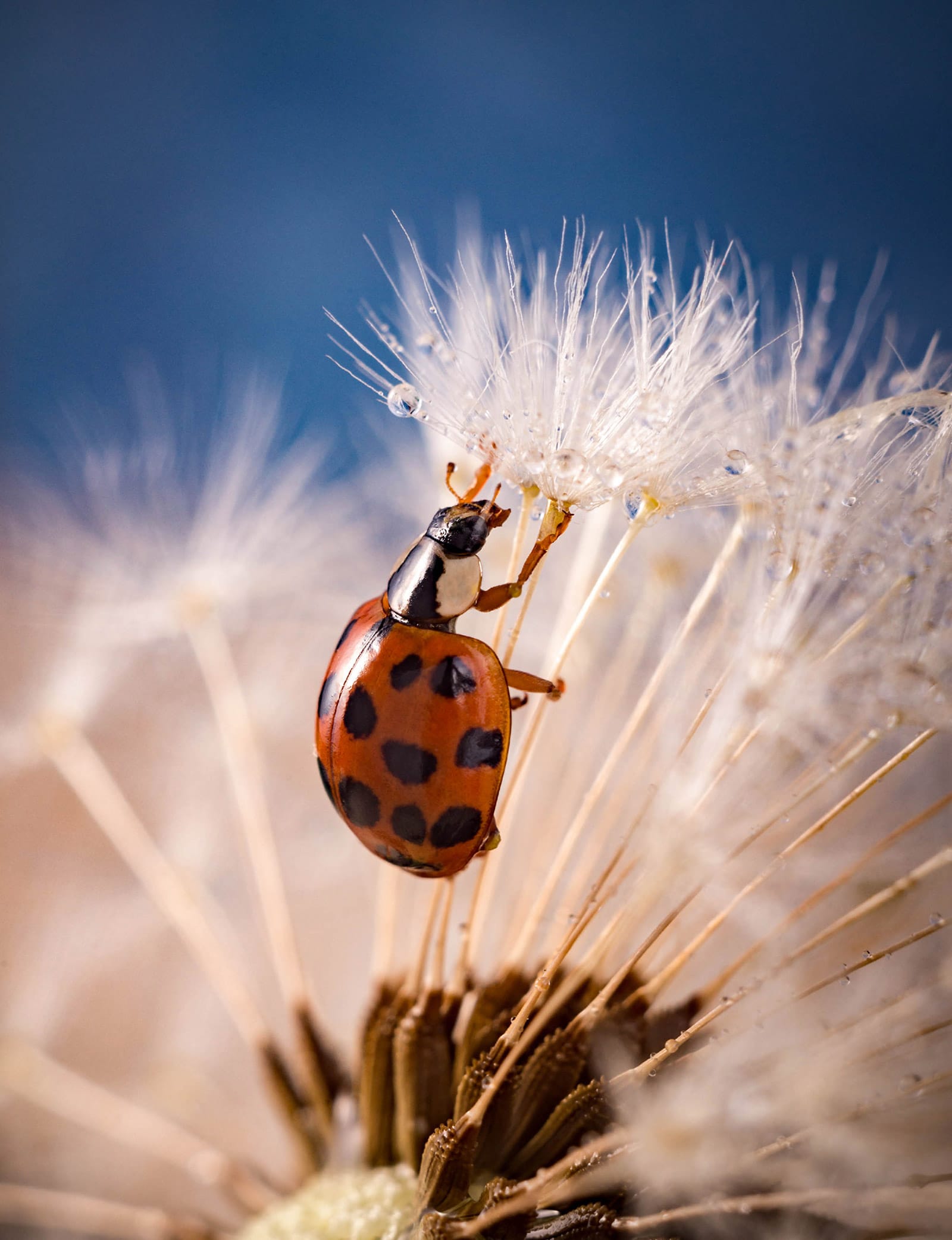 Close-up of Asian lady beetle (Harmonia axyridis) on a dewy dandelion flower