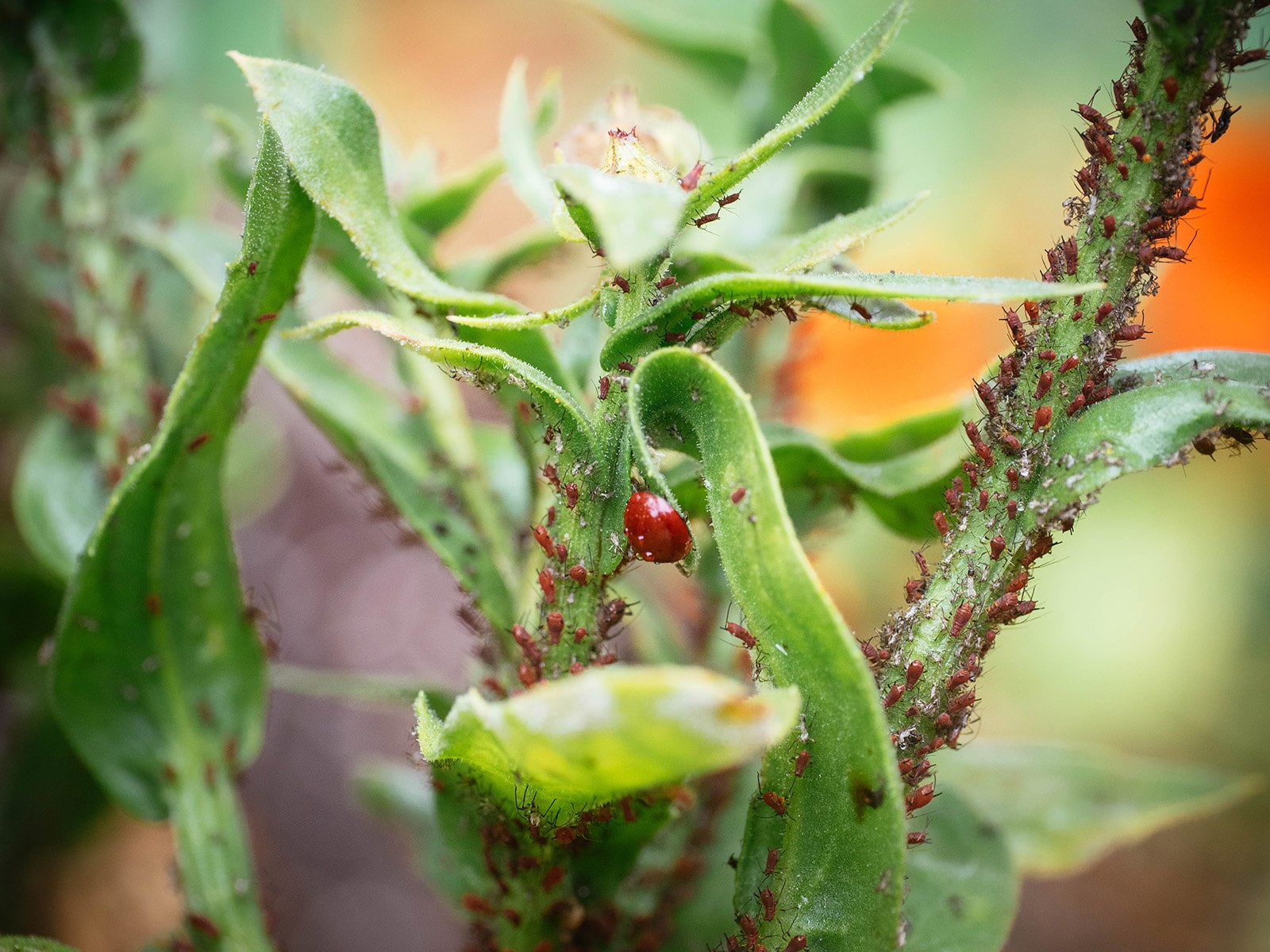 Close-up of a ladybird crawling on calendula flowers in the middle of a red aphid infestation
