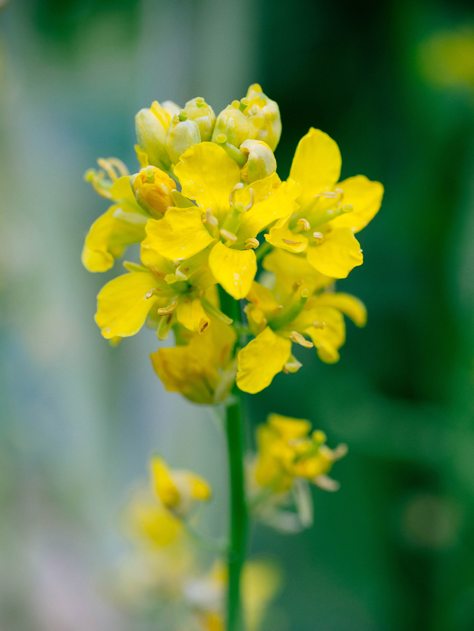 A kale plant in full bloom