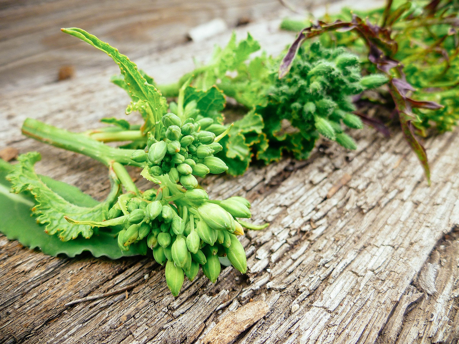 Brassica flowers lined up in a row on a wooden surface