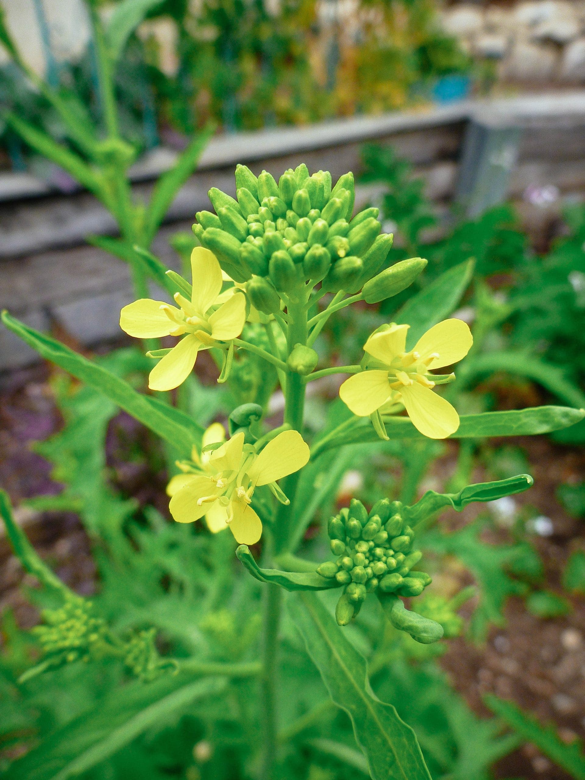 Close-up of edible kale florets on a plant