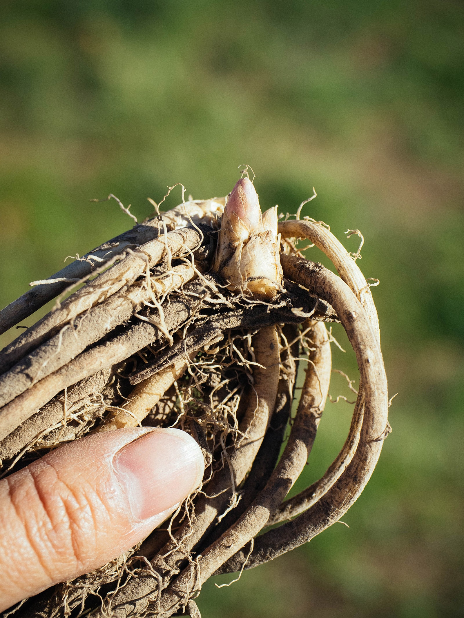 Close-up of hand holding an asparagus crown
