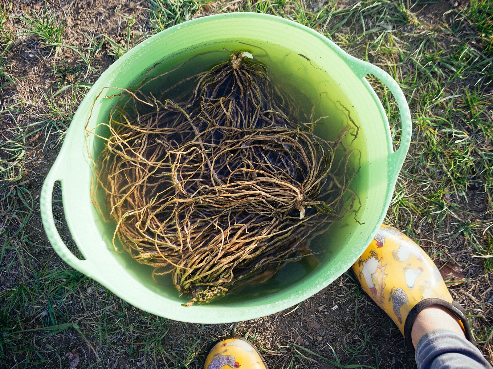 View of asparagus crowns soaking in a green tub filled with water