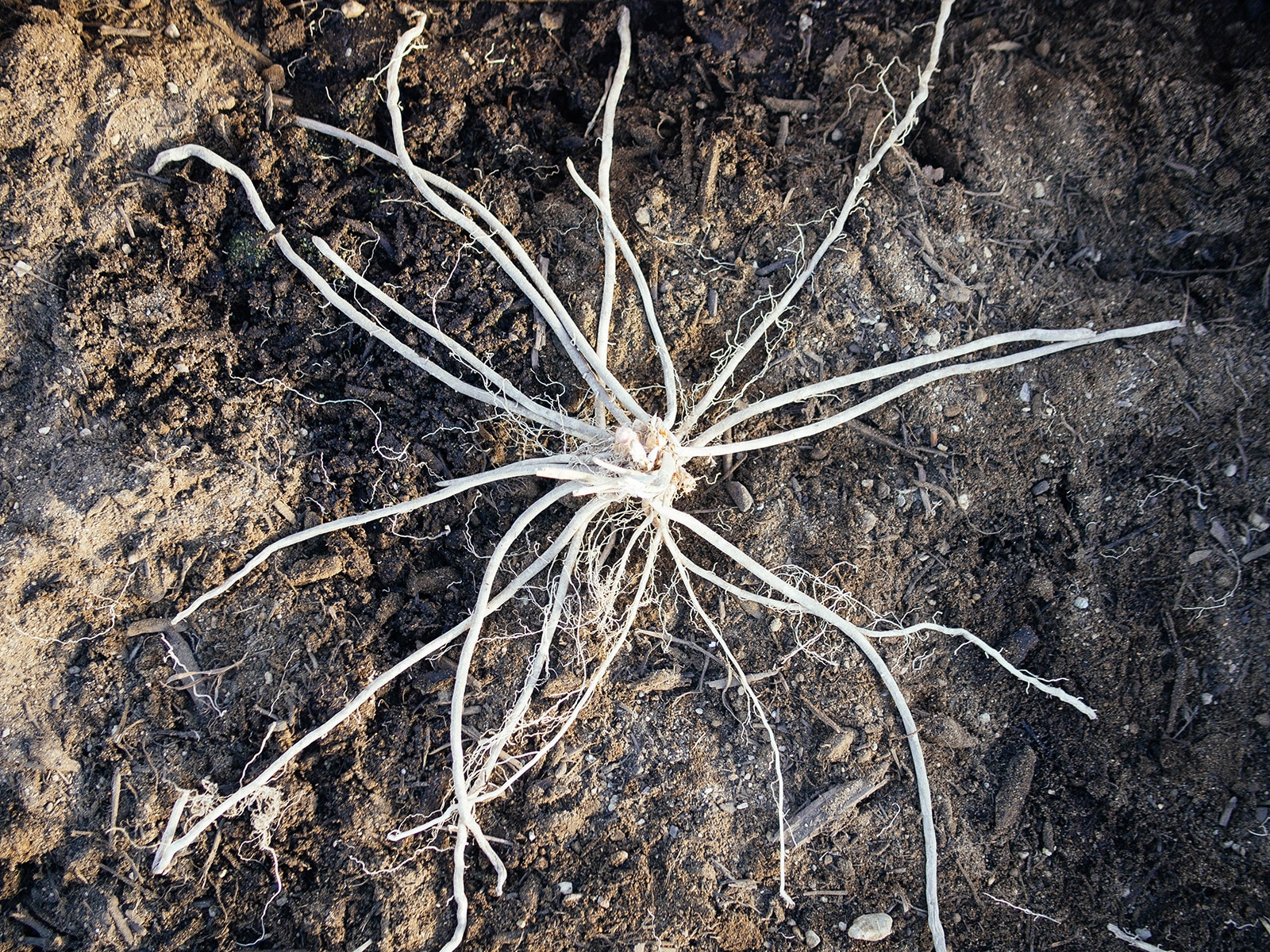 Asparagus crown with roots spread out around it