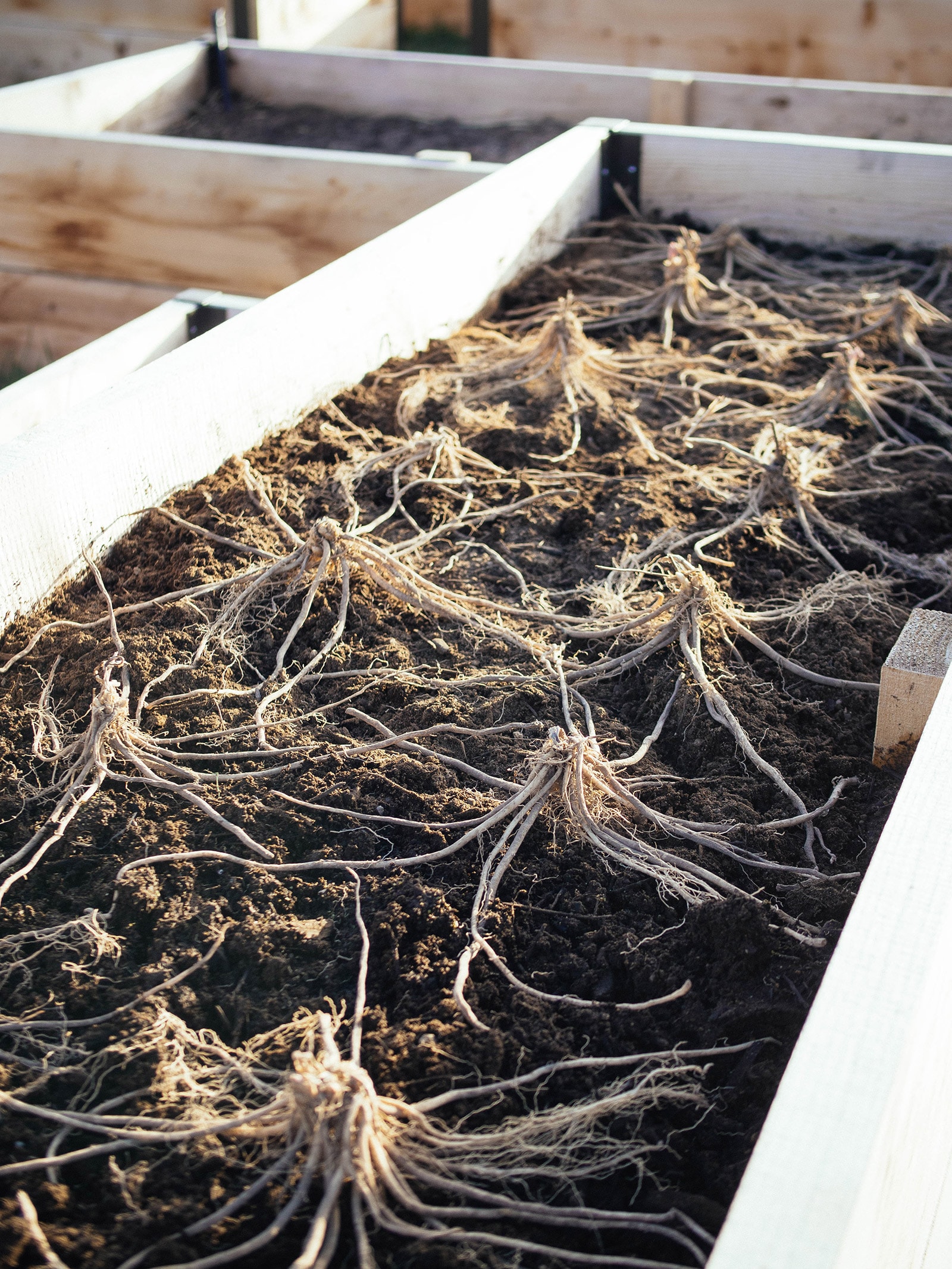 Raised bed with asparagus crowns planted in soil