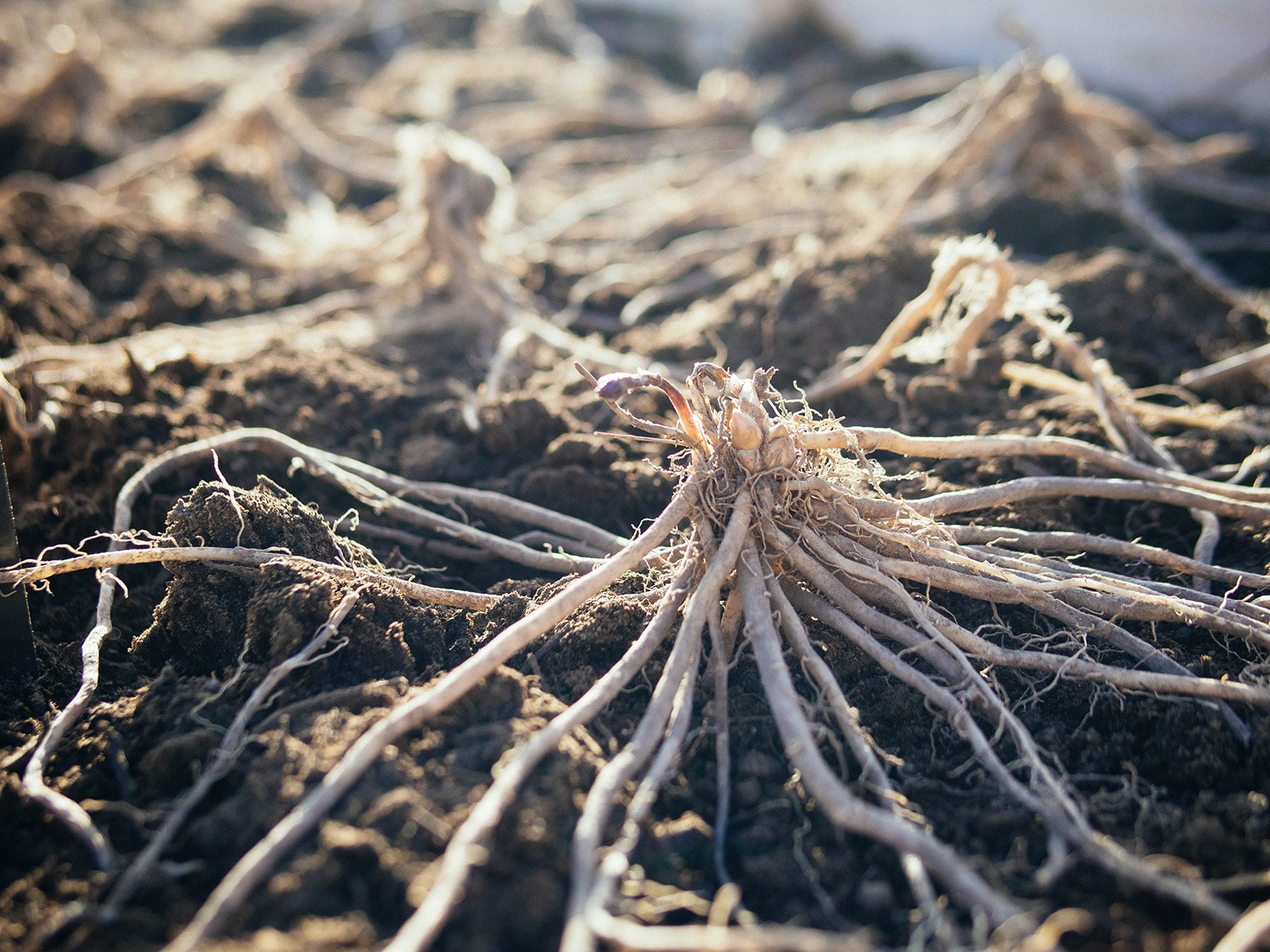 Close-up of asparagus plant with tiny spears emerging from the crown