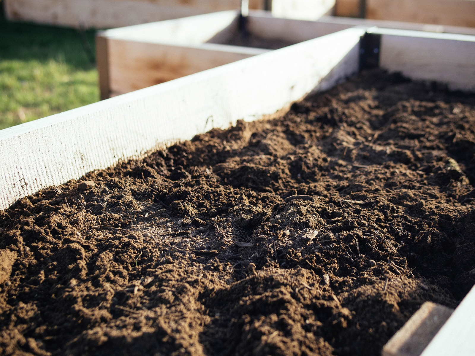 Asparagus crowns covered with soil inside a raised bed