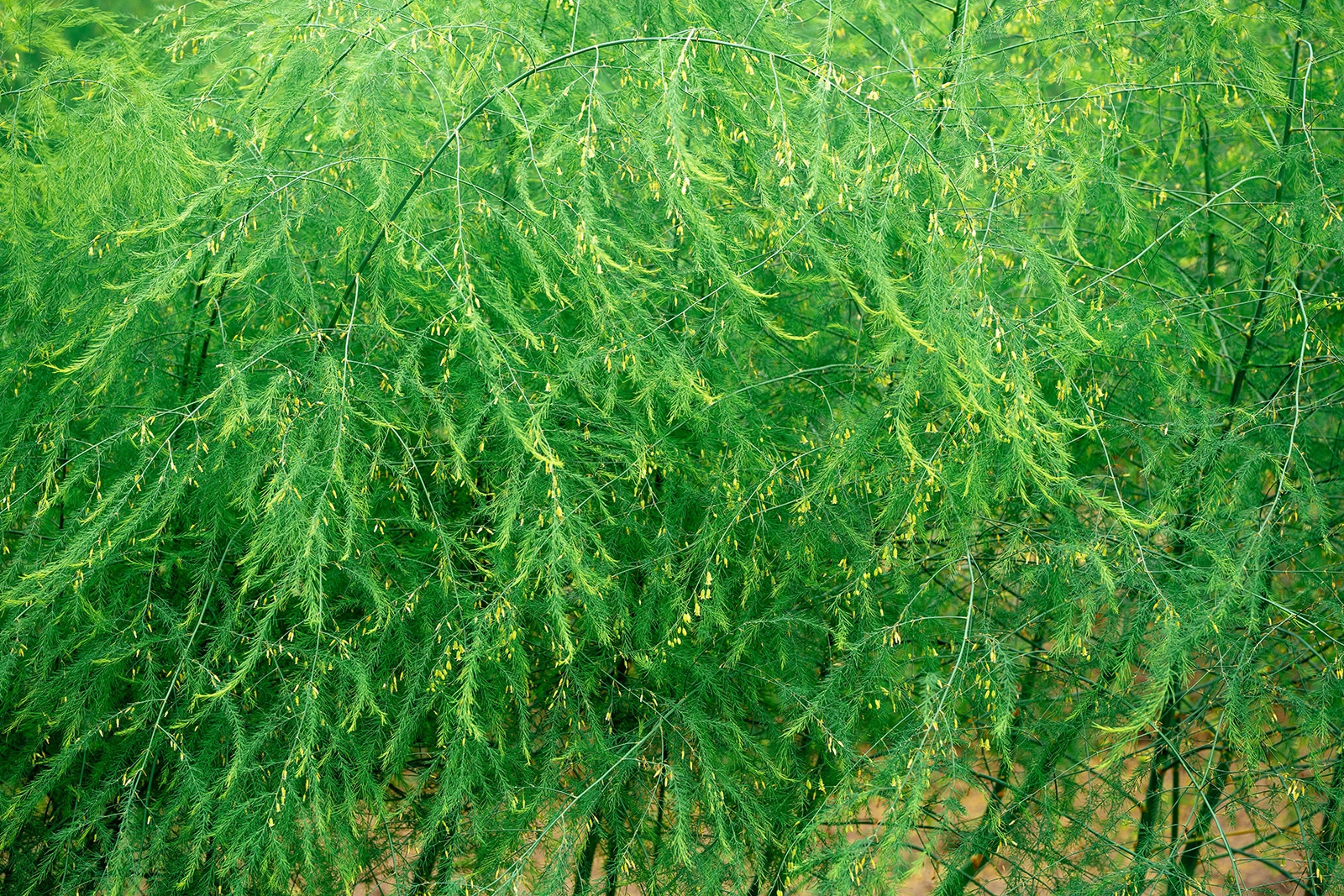 A bed of lush asparagus fronds