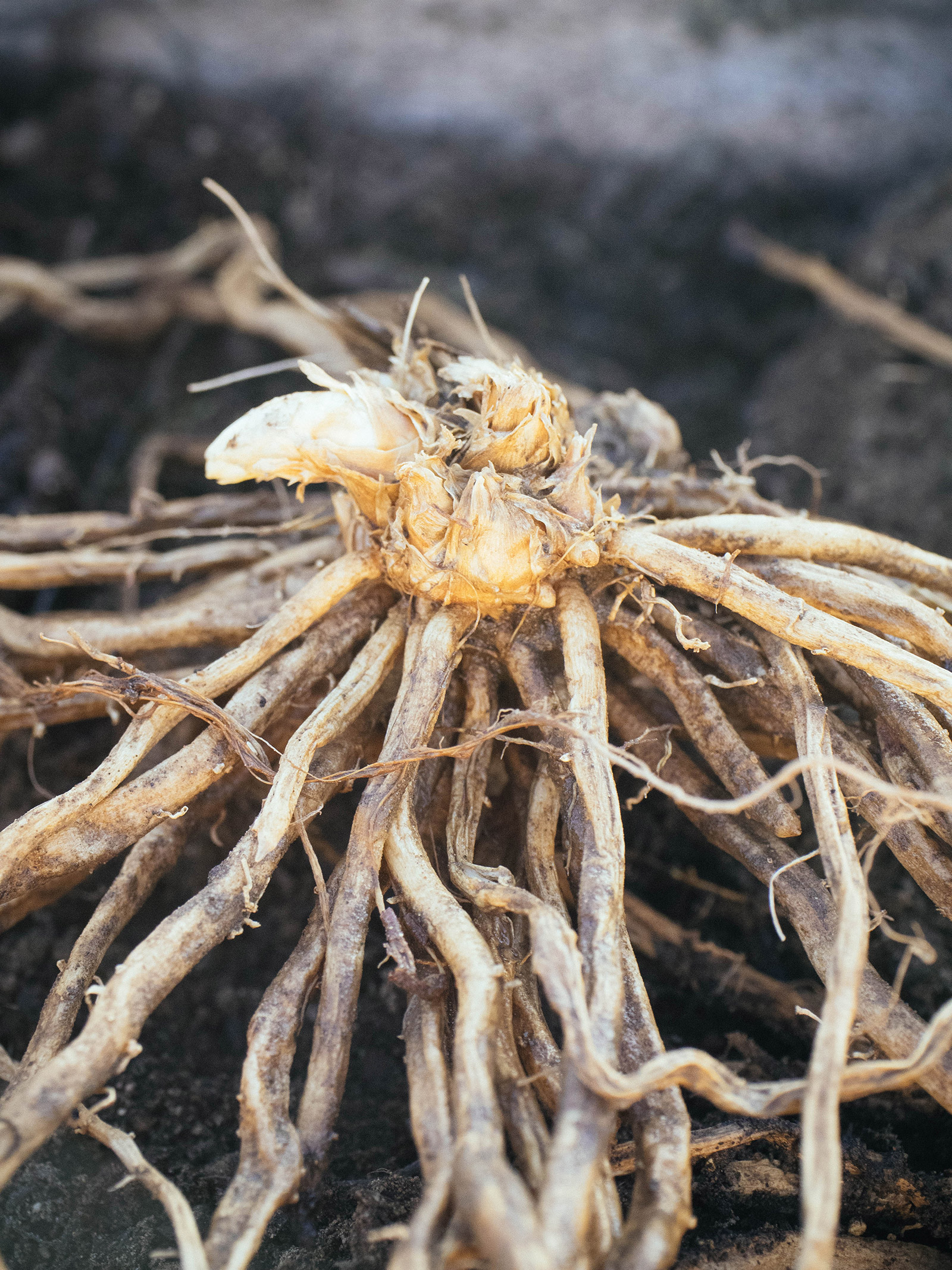 Close-up of Jersey Knight asparagus crown