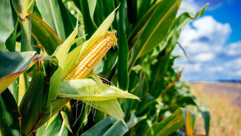 Are corn and maize the same