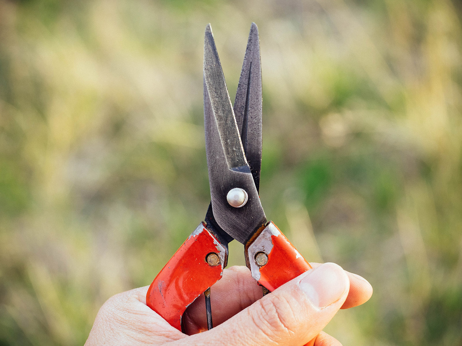 Clean pair of needle-nose pruners