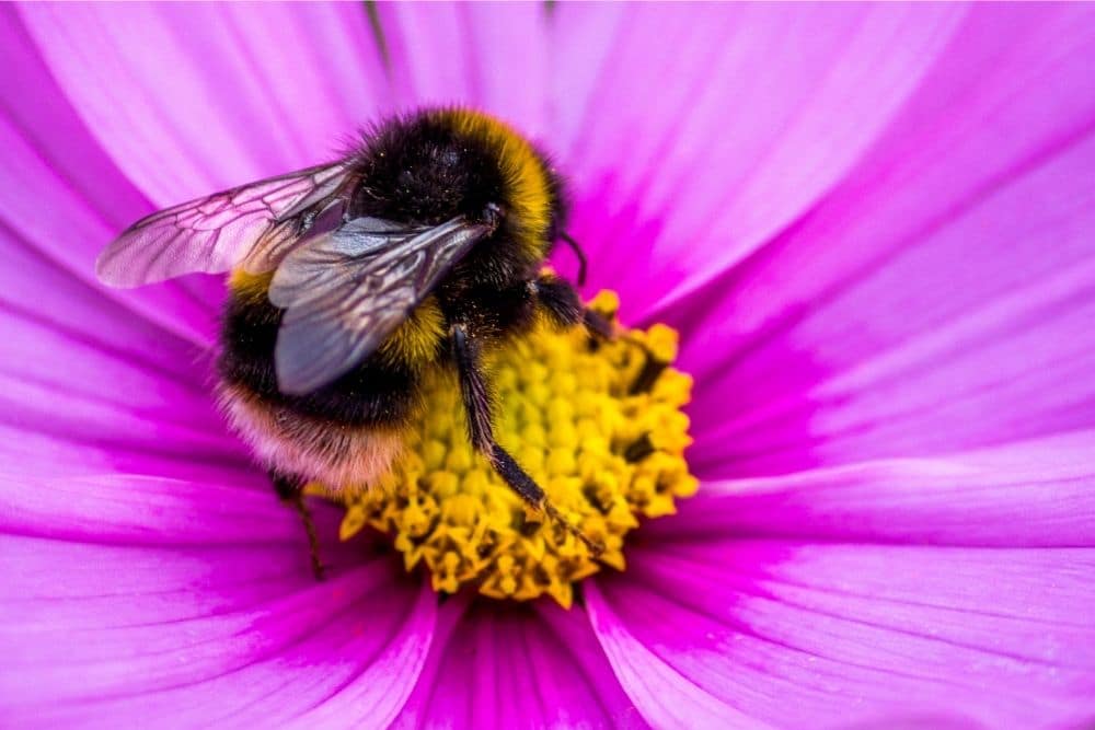 Bumblebees (Bombus hortorum)